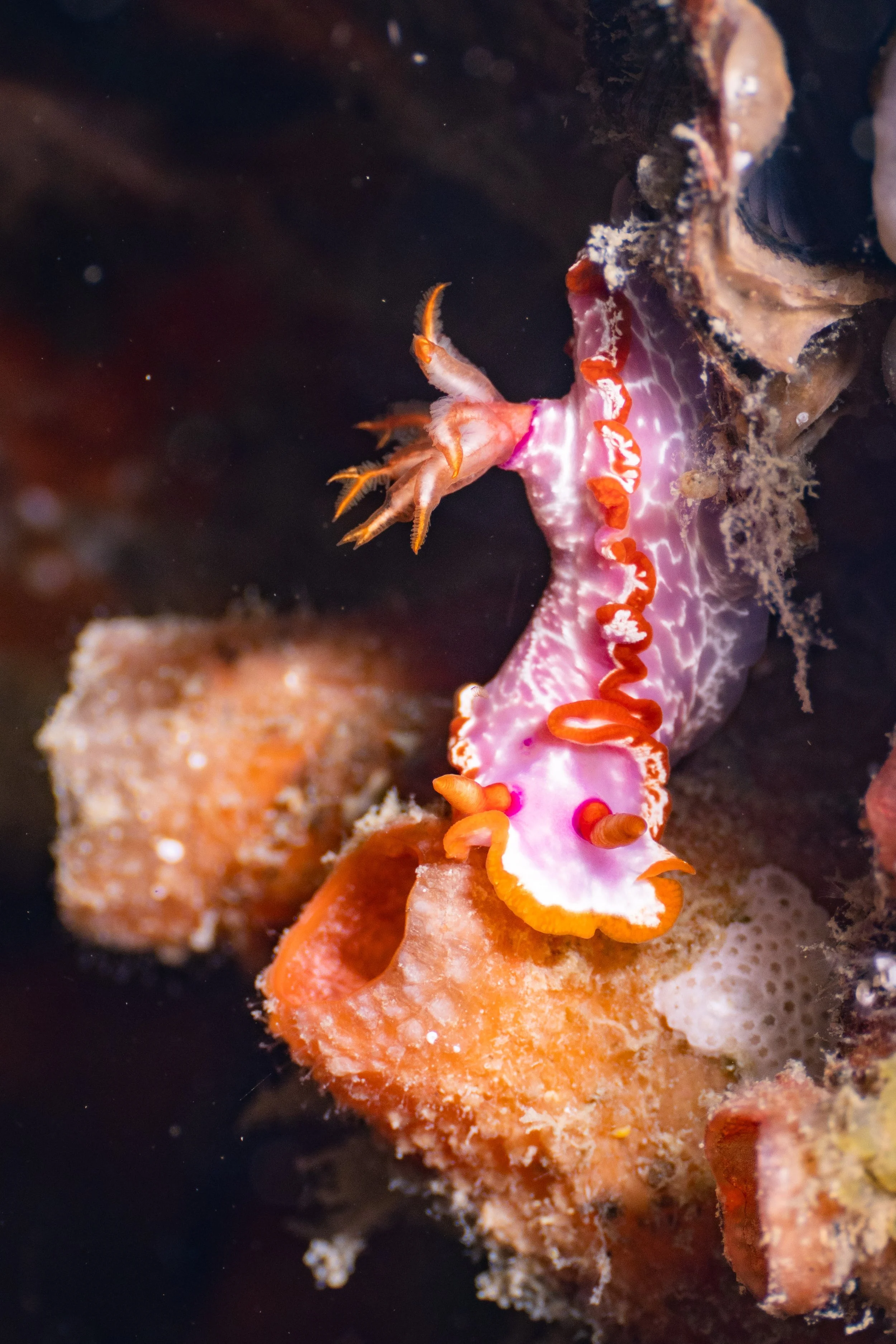 Viet Divers - Phuket trip 12-3-24-77.jpg