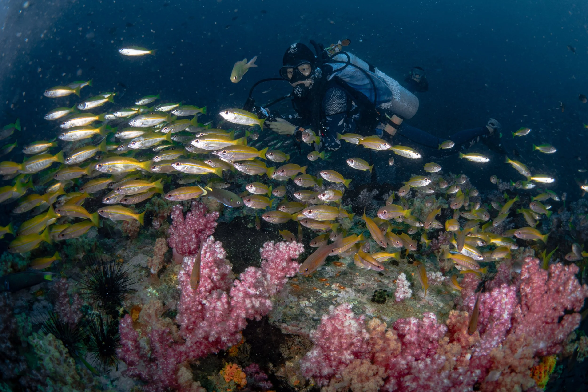 Viet Divers - Phuket trip 12-3-24-9.jpg