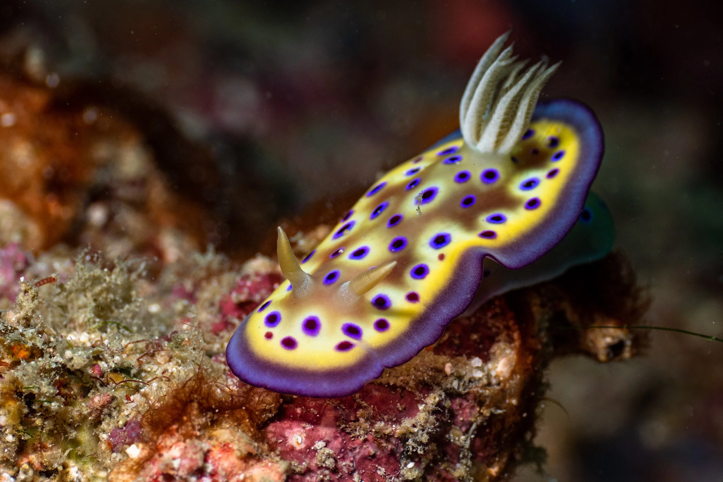 Vietdivers - Sipadan 2-9-2023 Garden Eel-5.jpg