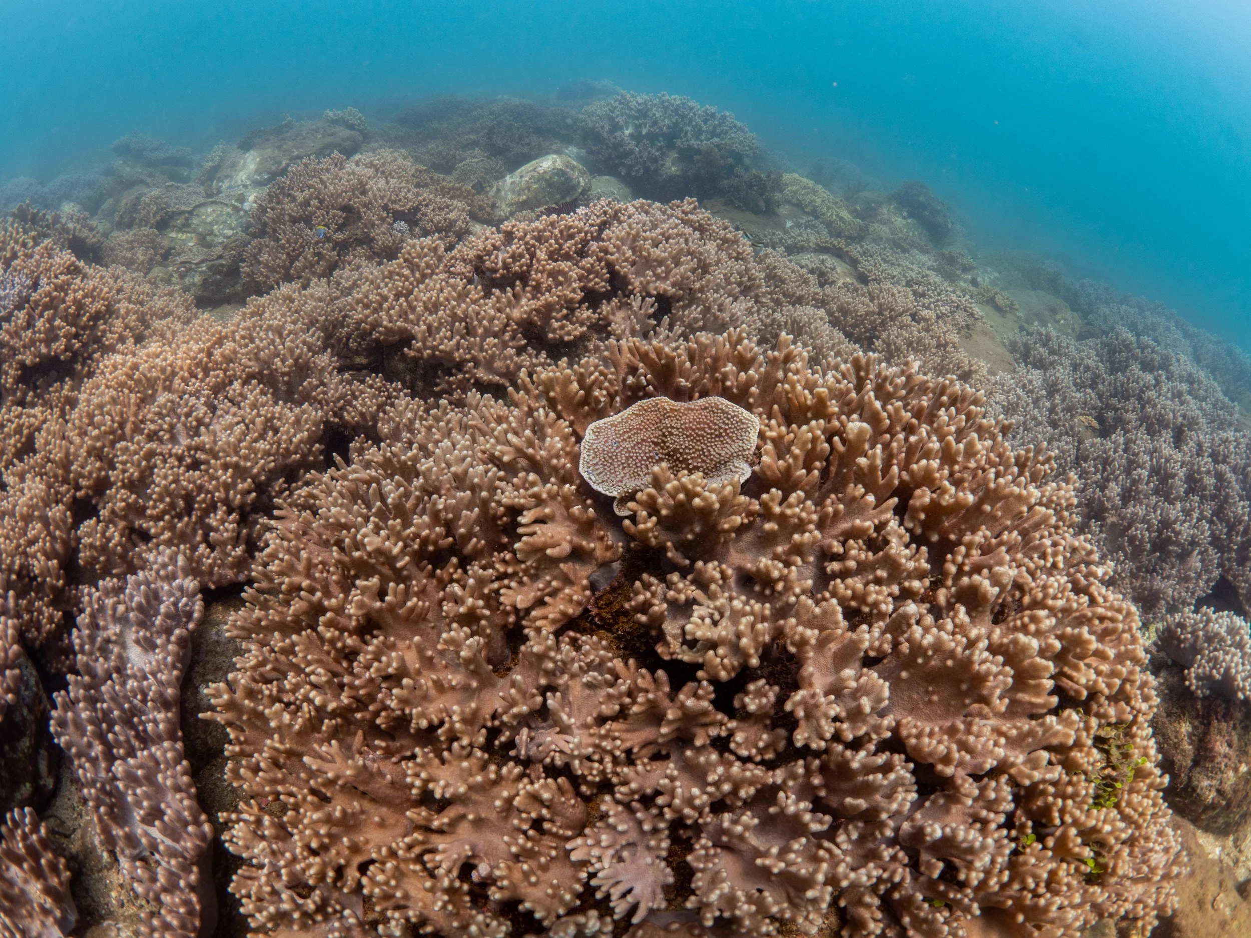 Underwater scene with a dense coral reef and a small fish resting on the coral.