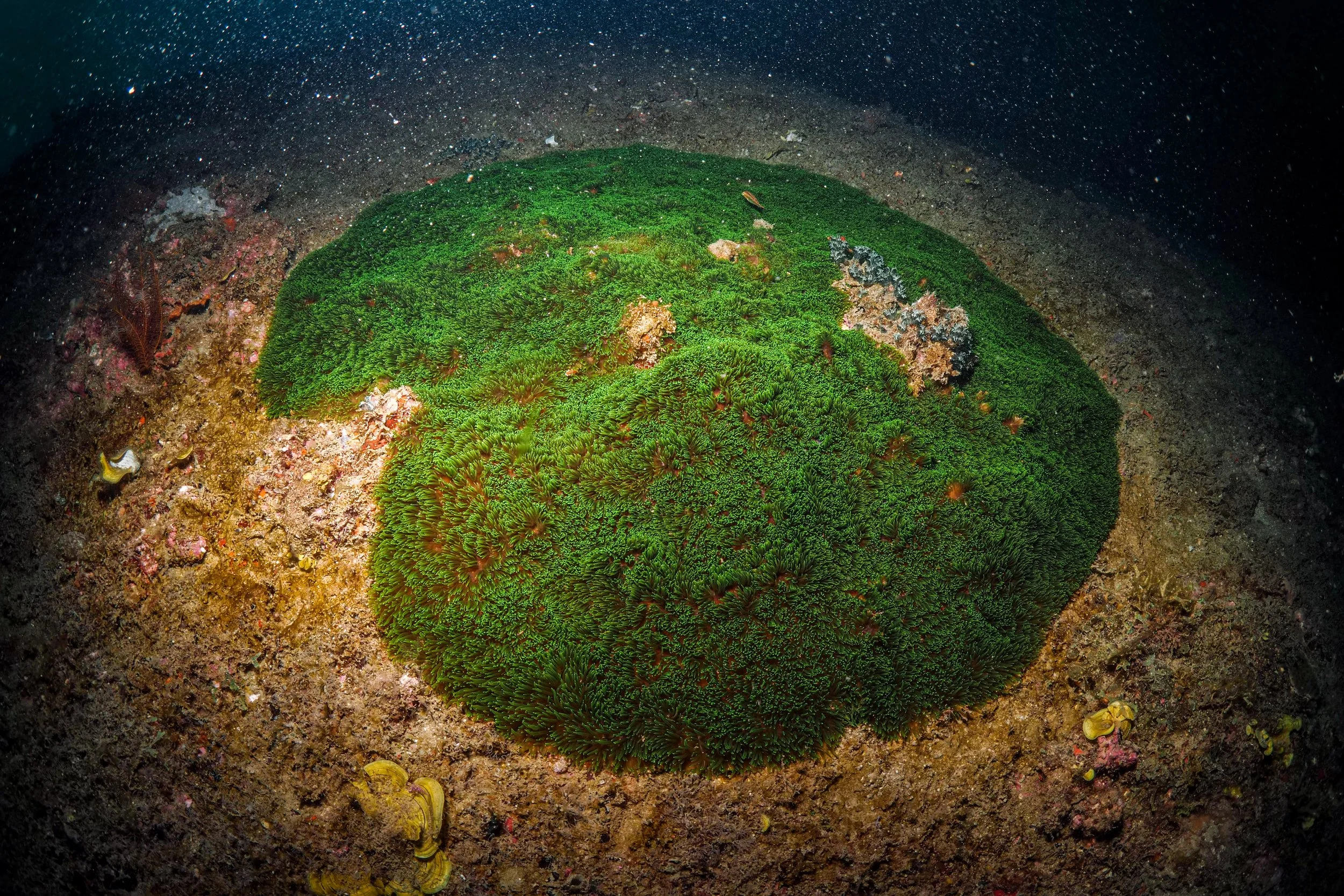 Underwater scene featuring a large, bright green coral on the ocean floor with starfish, small rocks, and other marine life nearby.