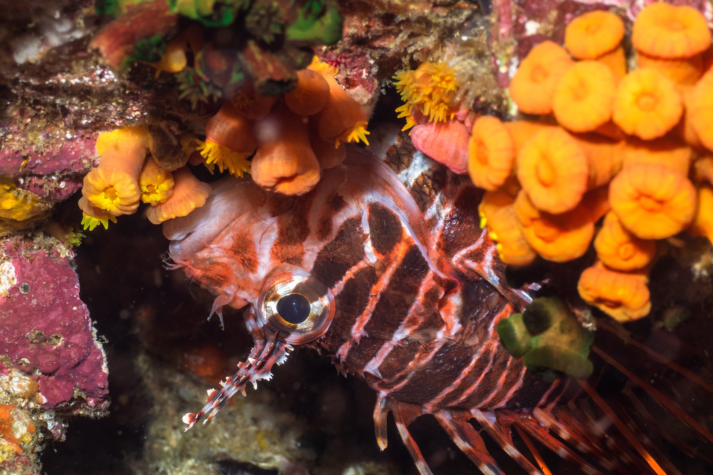 A close-up underwater photo featuring a colorful lionfish hiding among orange and yellow coral and sponges, with other marine life in the background.