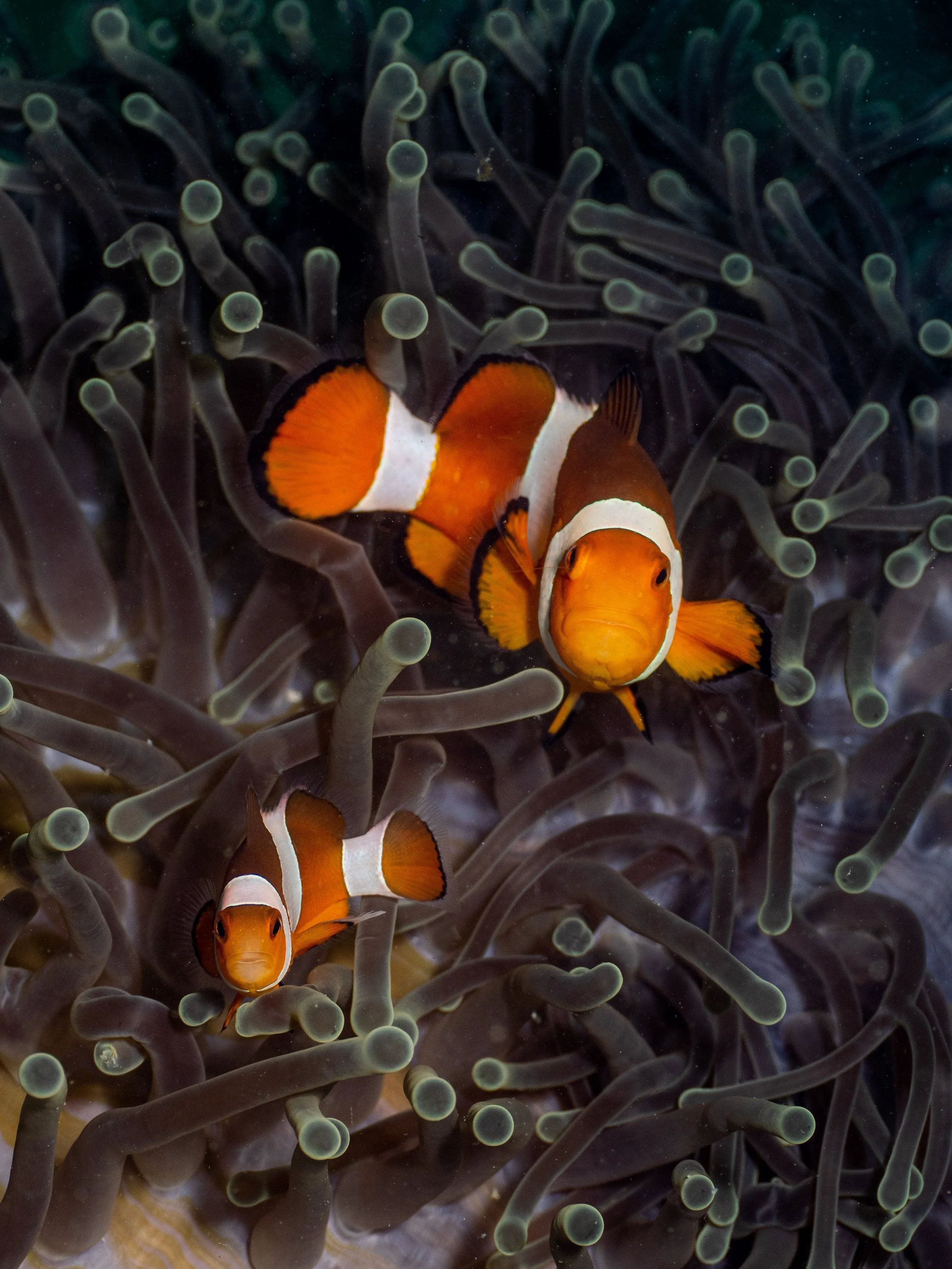 Vietdivers - Sipadan 2-9-2023 Forgy Lair-19.jpg