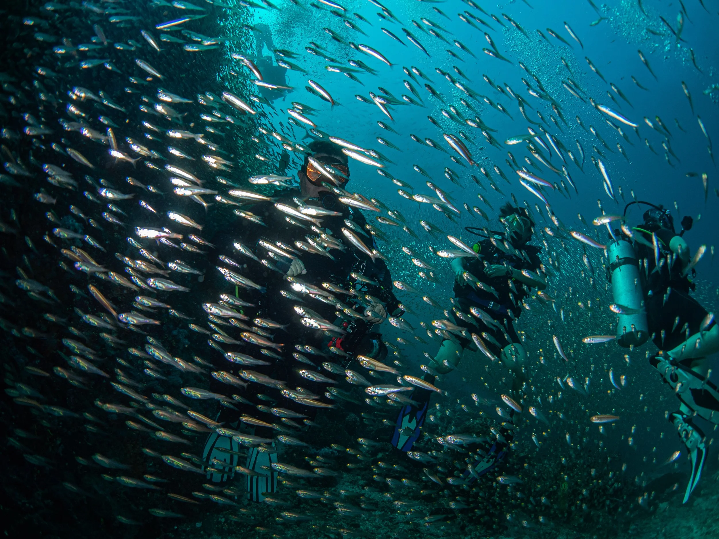 Danny Richielieu Rock - ME diving 21-12-16.jpg