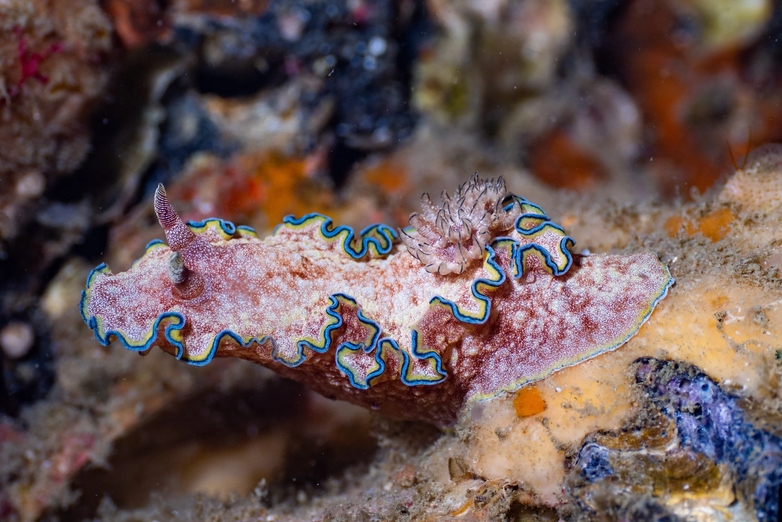 Viet Divers - Phuket trip 12-3-24-71.jpg
