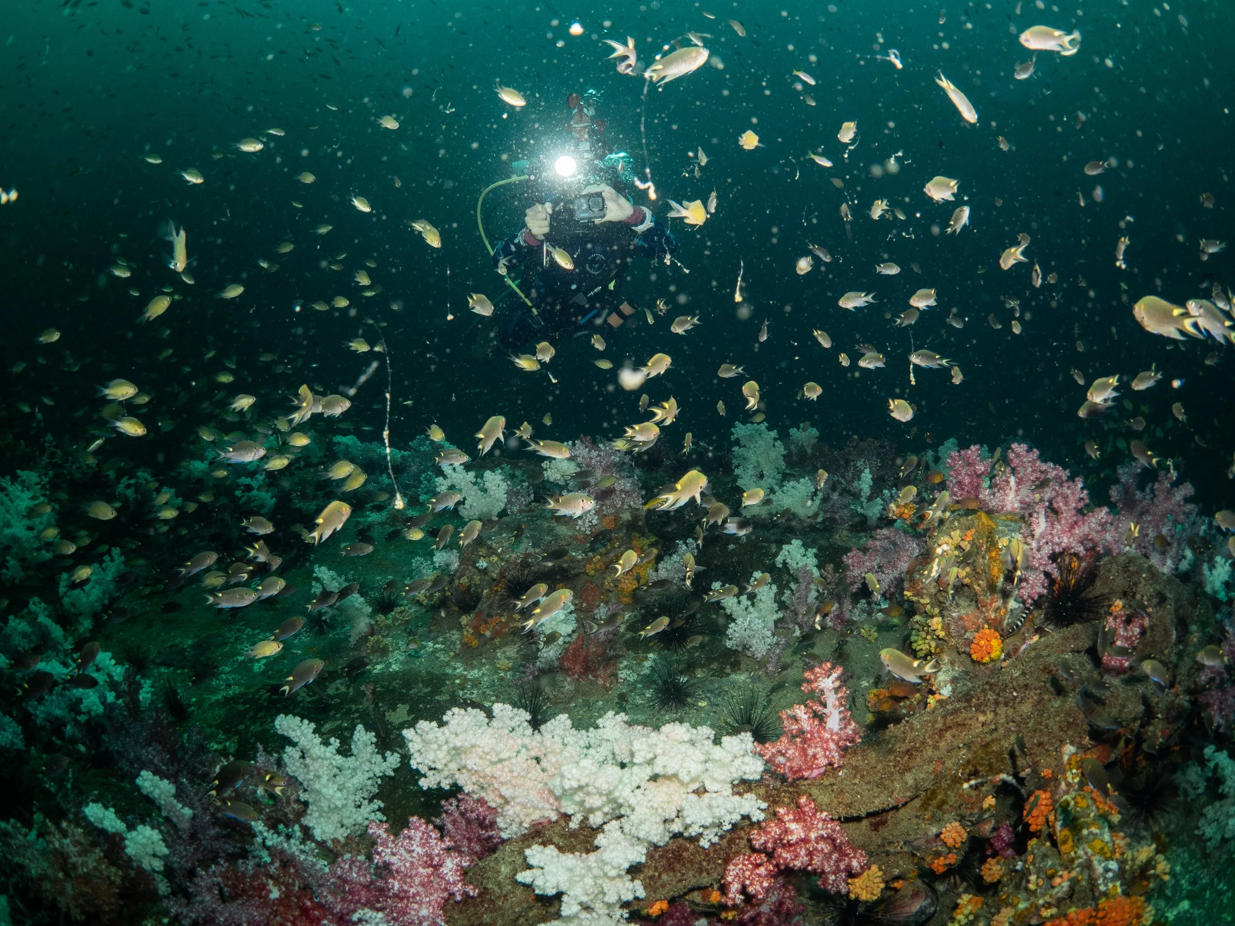 Phuket - Fundive Tuesday 14-2-2023-24.jpg