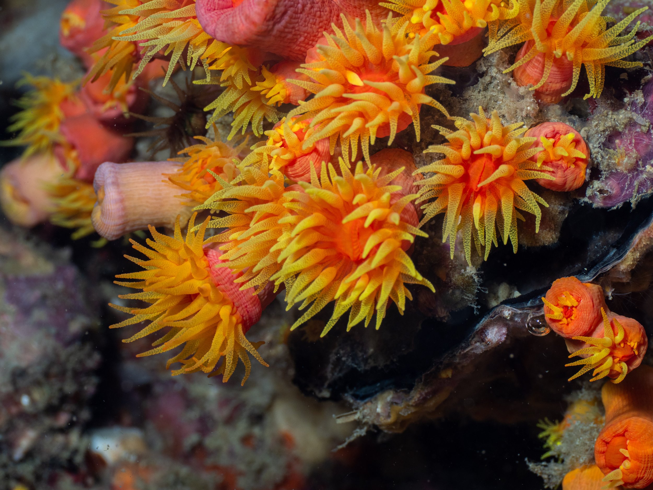 Viet Divers - Phuket trip 12-3-24-53.jpg