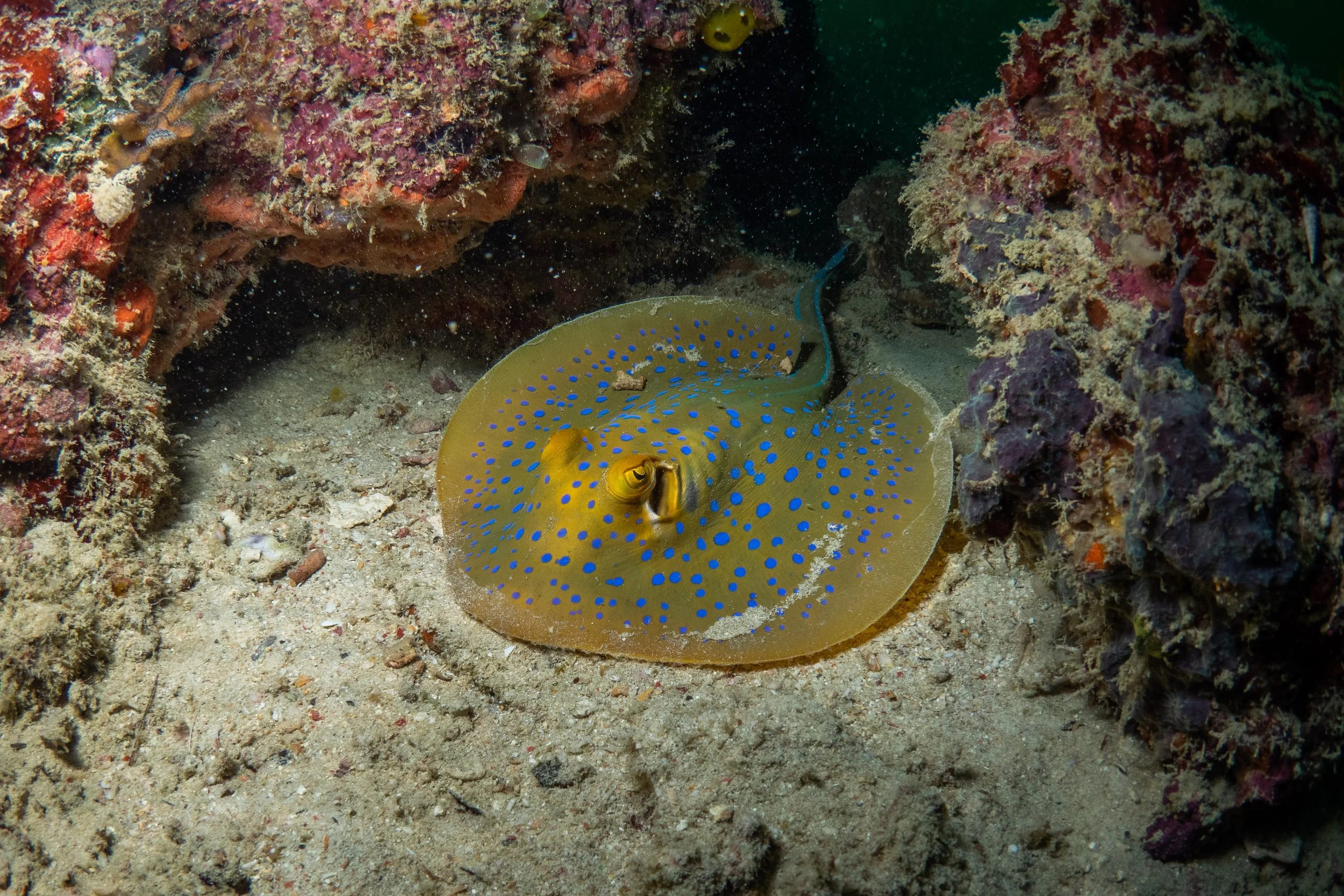 Vietdivers - Sipadan 1-9-2023-120.jpg