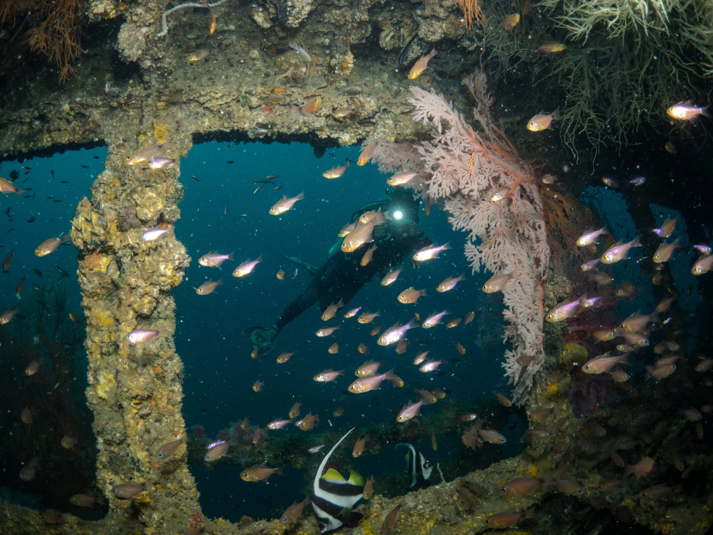 Stunning seafan coral along the wreck