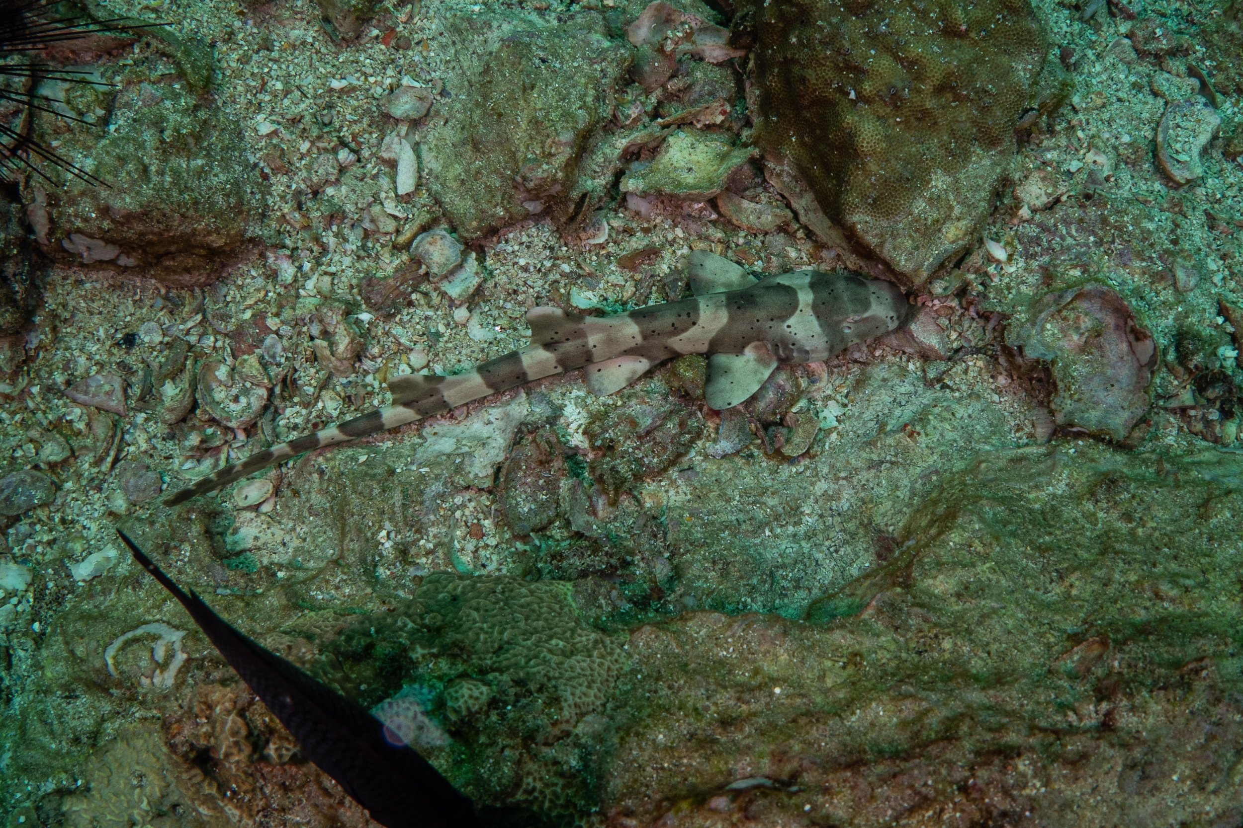 Viet Divers - Phuket trip 12-3-24-28.jpg