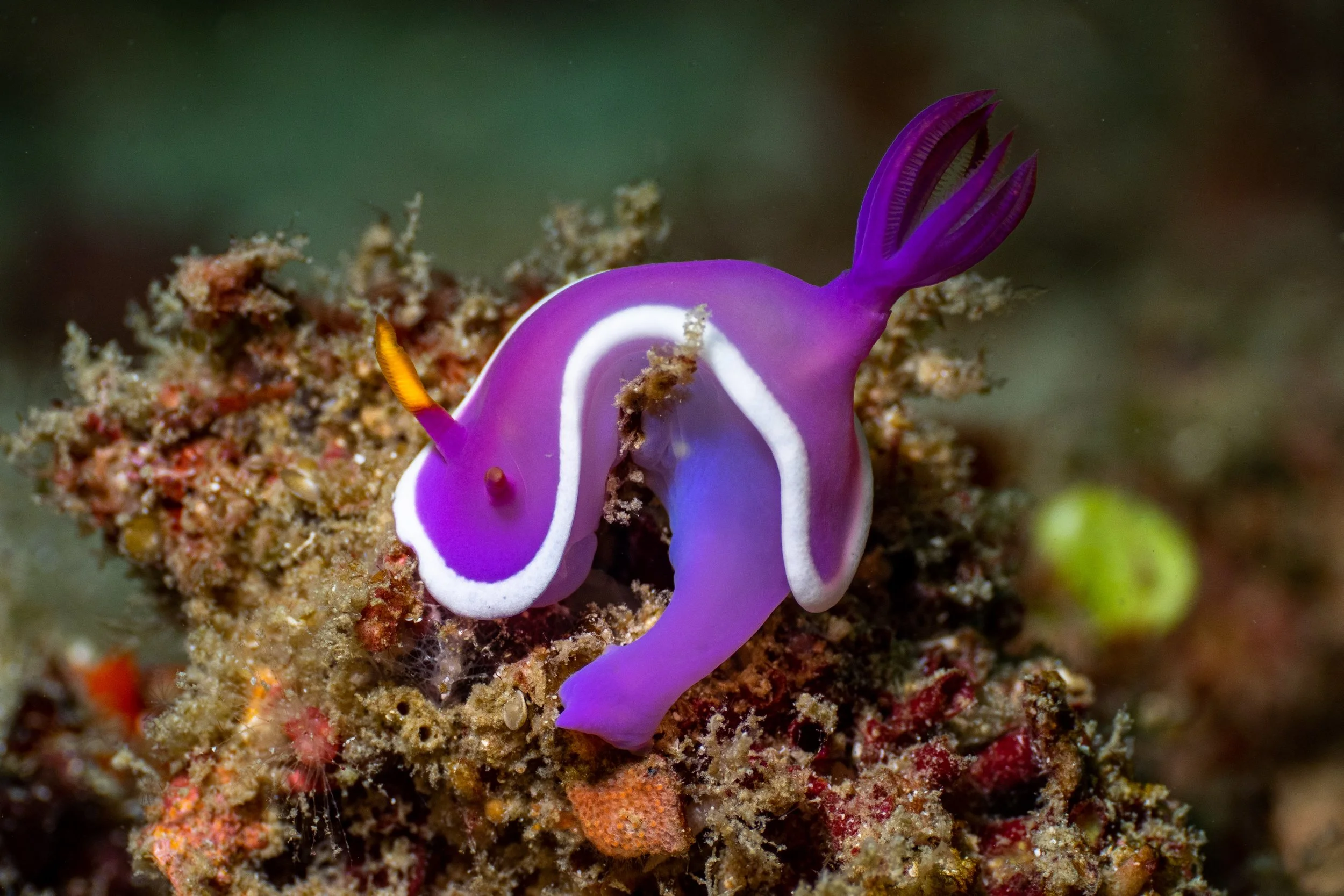Vietdivers - Sipadan 2-9-2023 Garden Eel-10.jpg