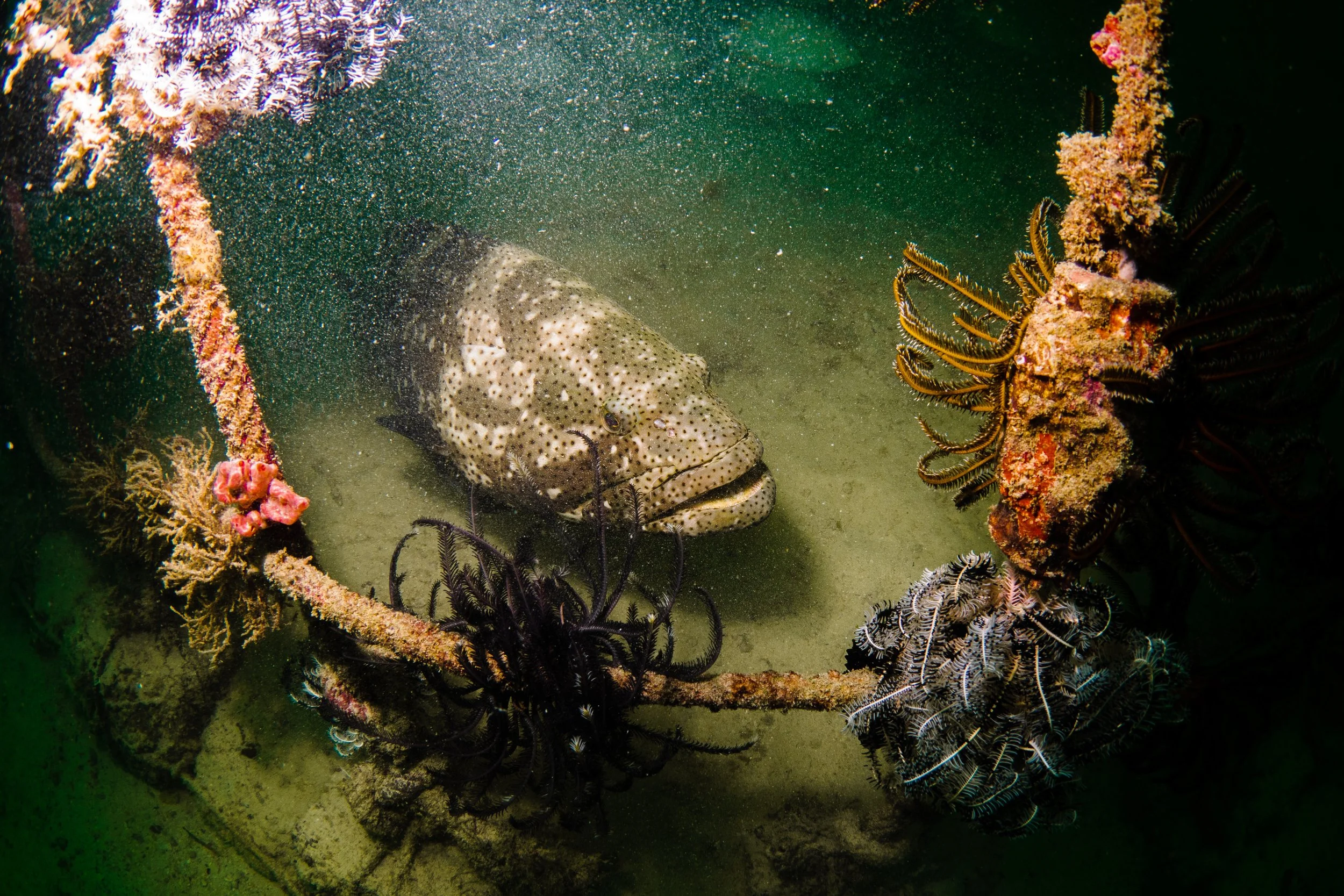 Vietdivers - Sipadan 1-9-2023-49.jpg