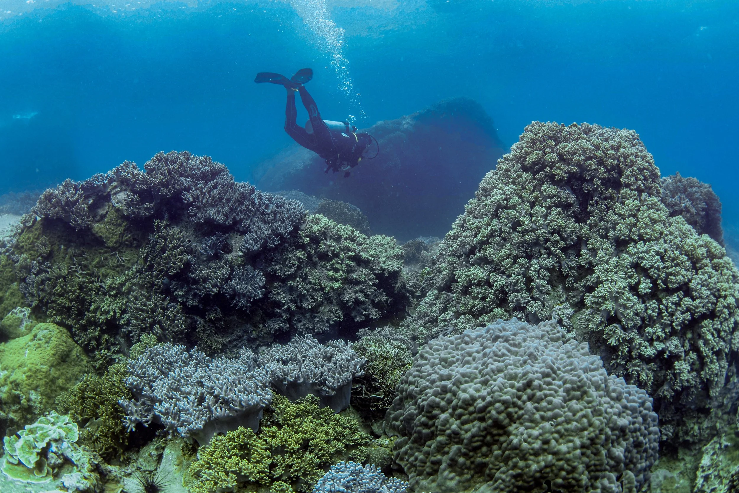 A scuba diver swimming over a vibrant coral reef underwater.