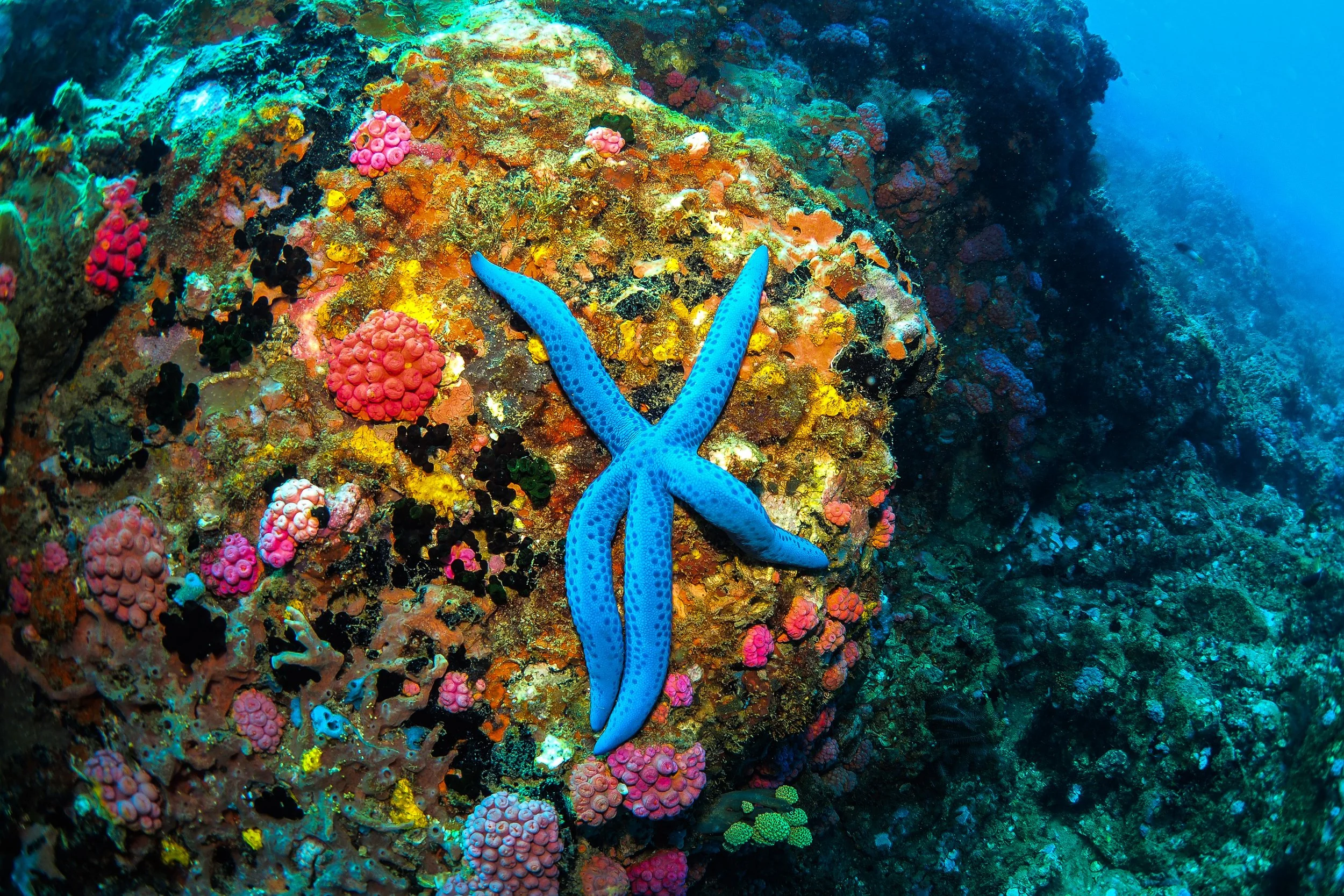 A vibrant underwater scene featuring a bright blue starfish resting on colorful coral and pink sea anemones.