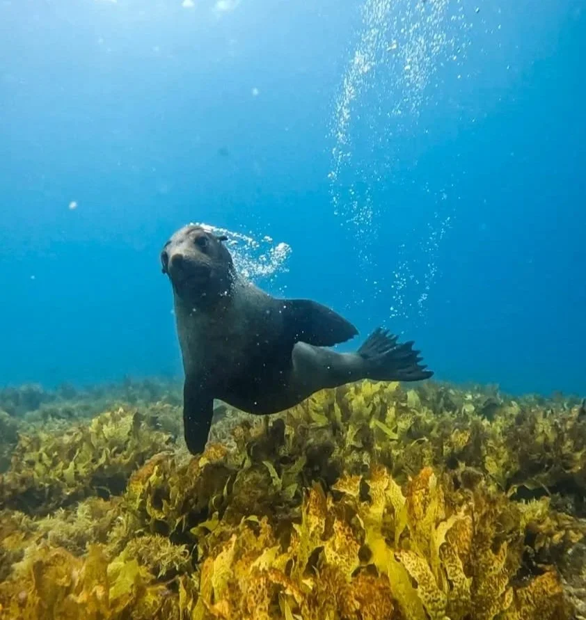 Montague | Naroonma - NSW Australia 2024