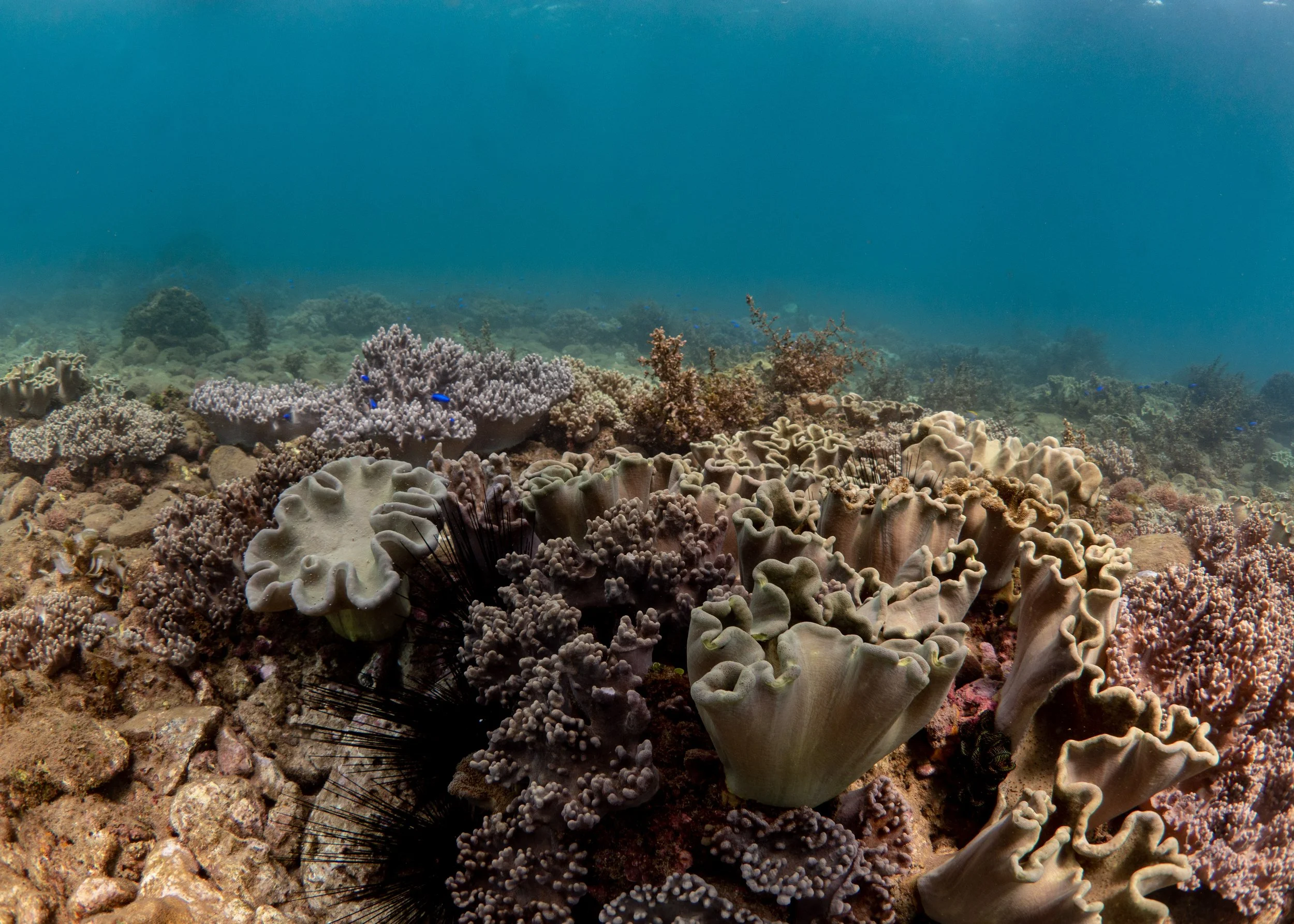 Underwater view of coral reef with various coral species and a sea urchin on the rocky ocean floor, with clear blue water in the background.