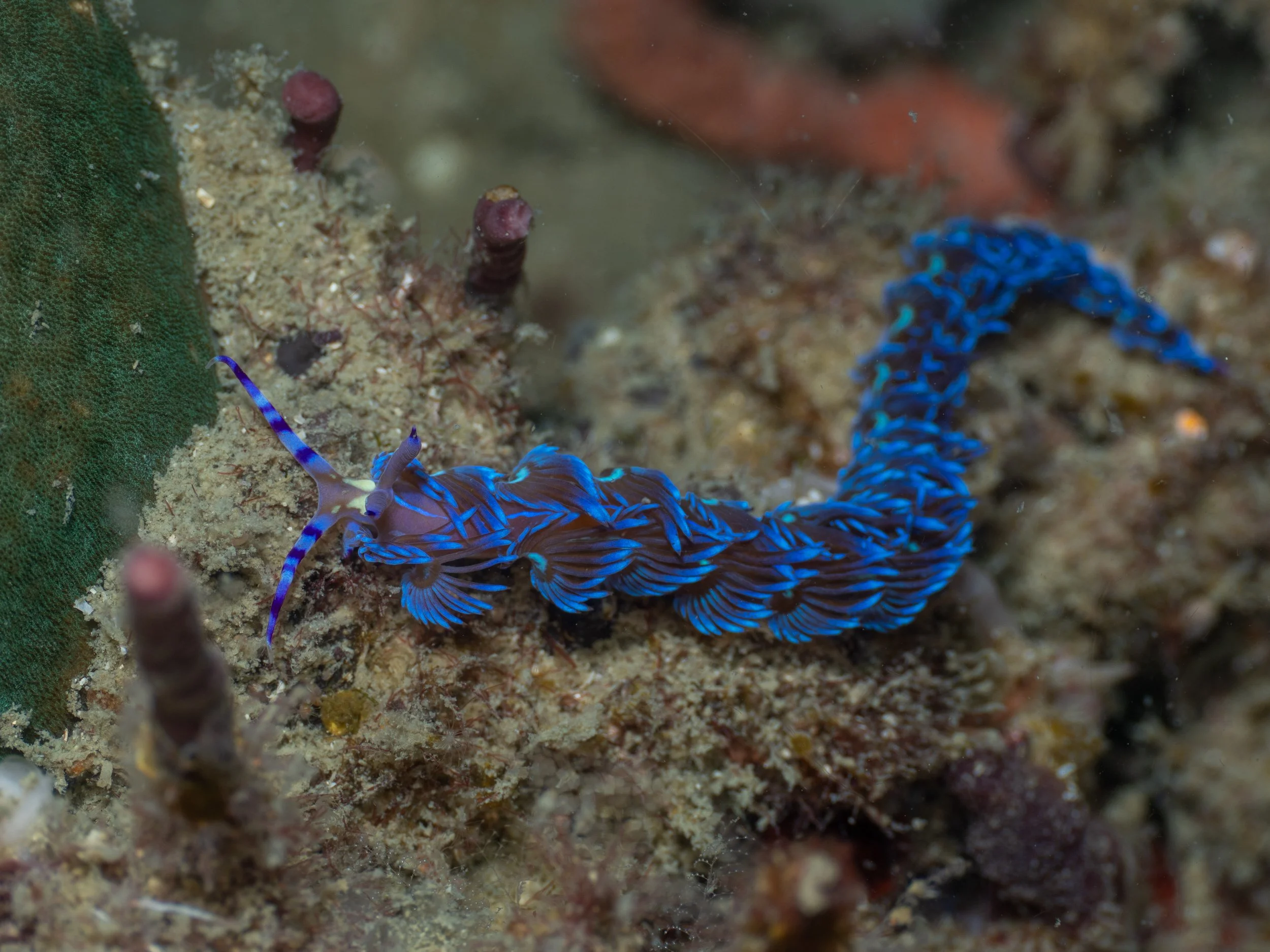 A blue and purple nudibranch on a coral reef.