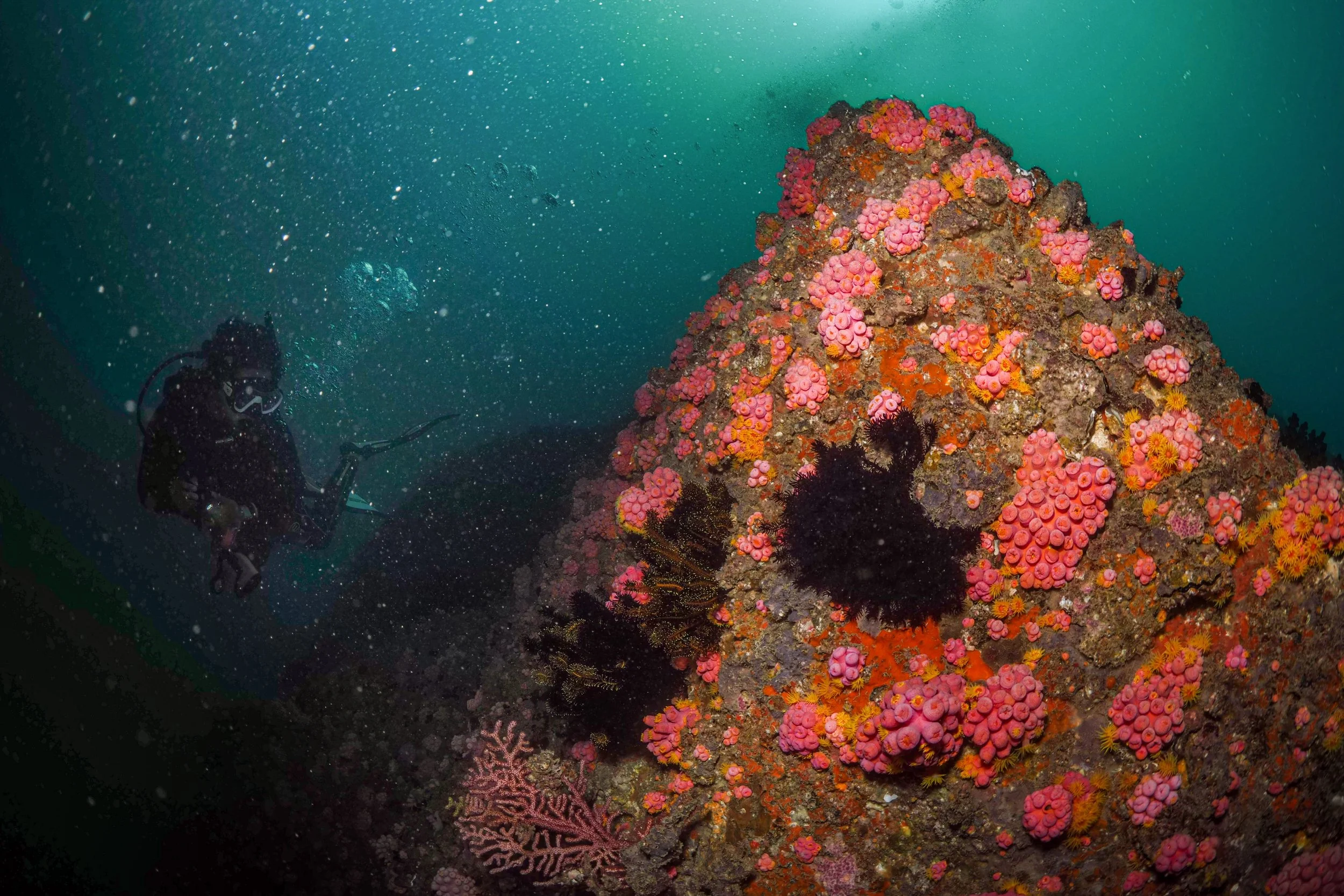 A scuba diver exploring a vibrant coral reef with pink and black coral formations.