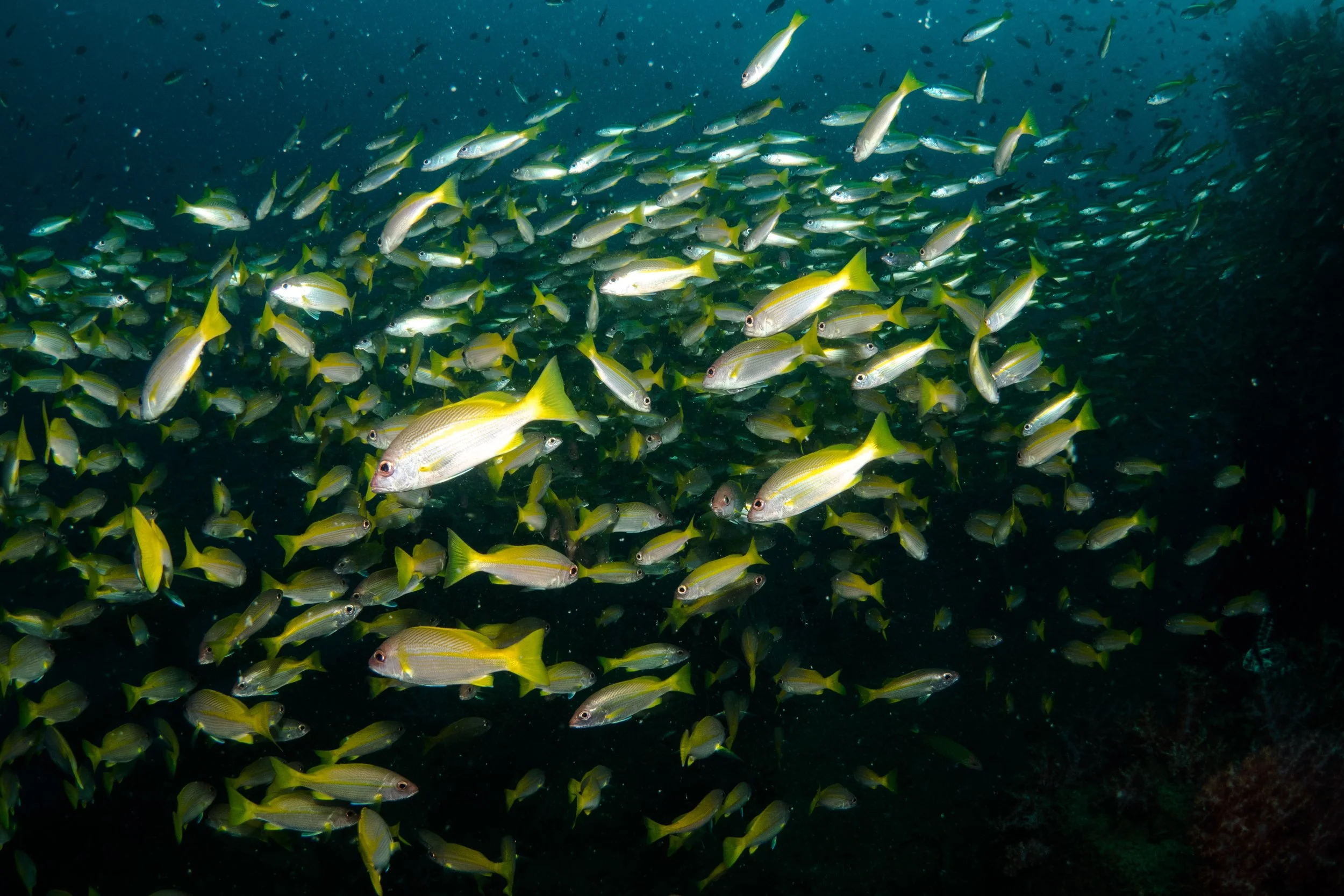 School of snapper block the way you dive
