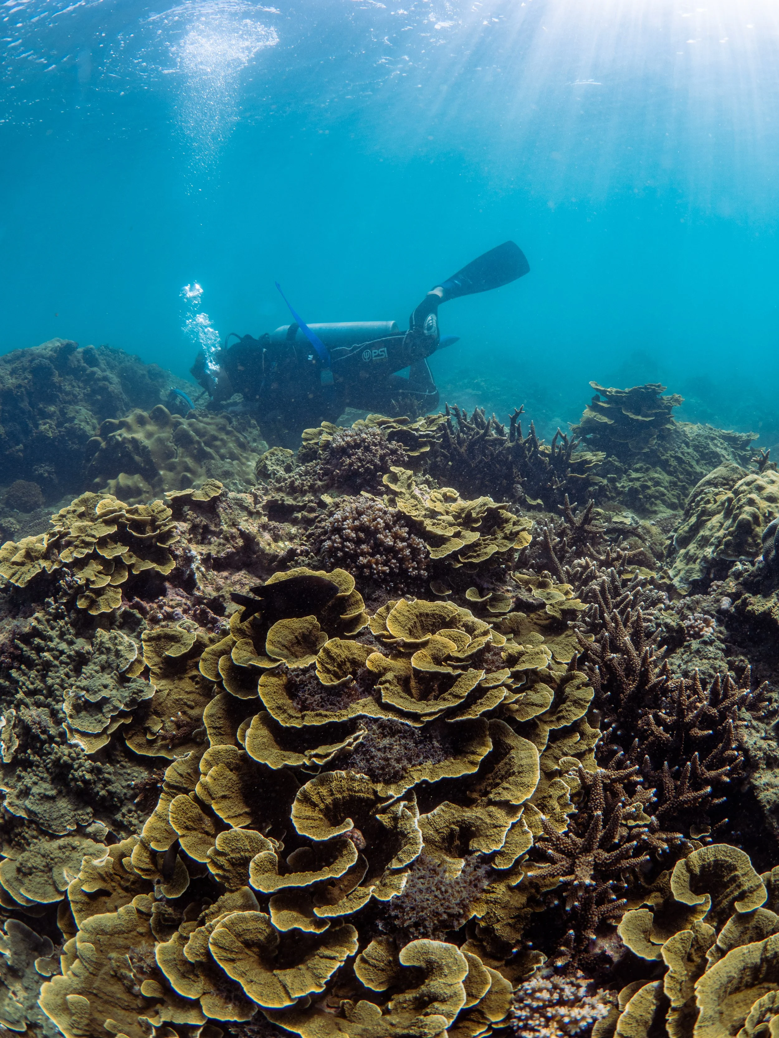 A scuba diver exploring a colorful coral reef underwater.