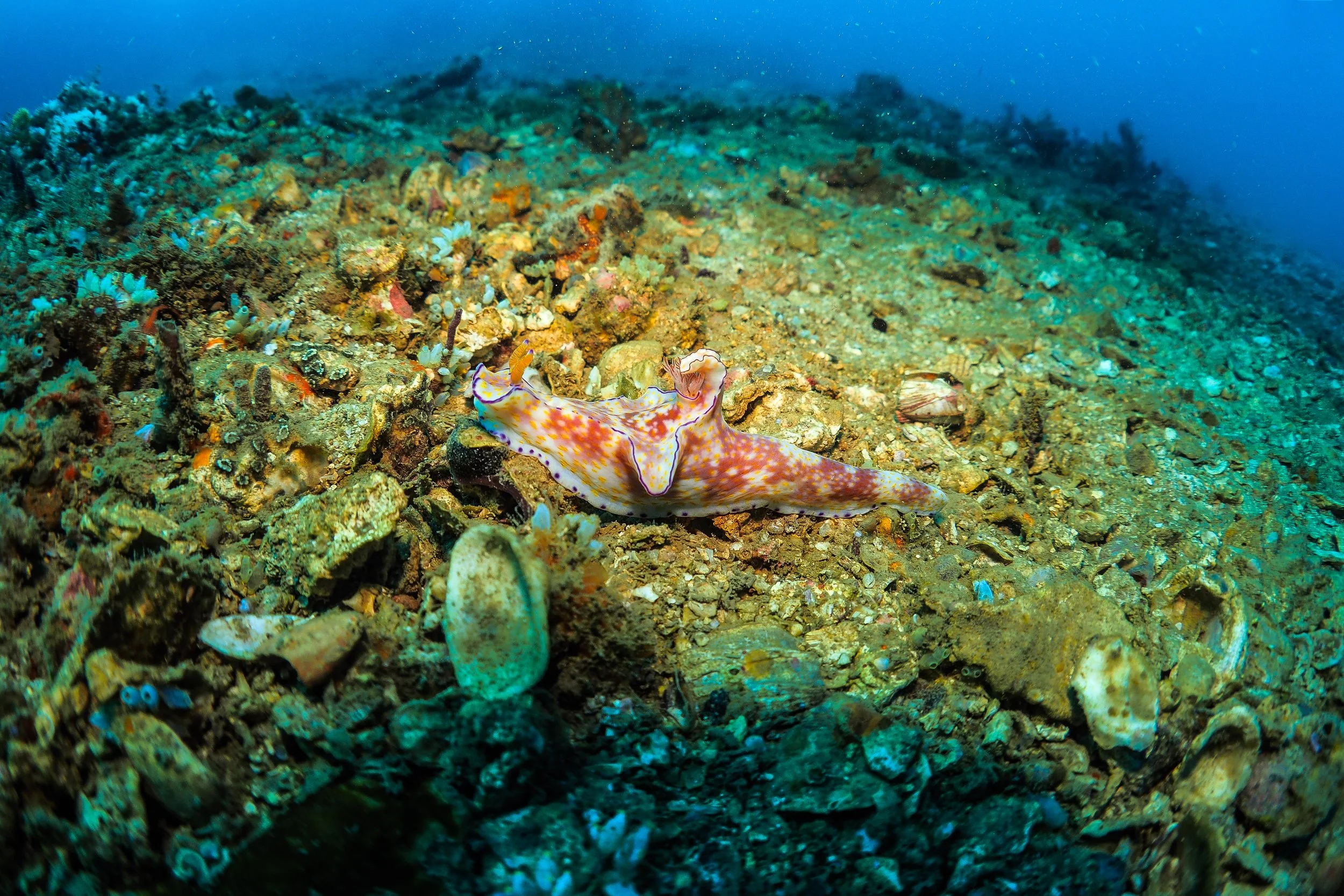 Underwater scene featuring a colorful nudibranch on a coral reef floor with rocks and shells.