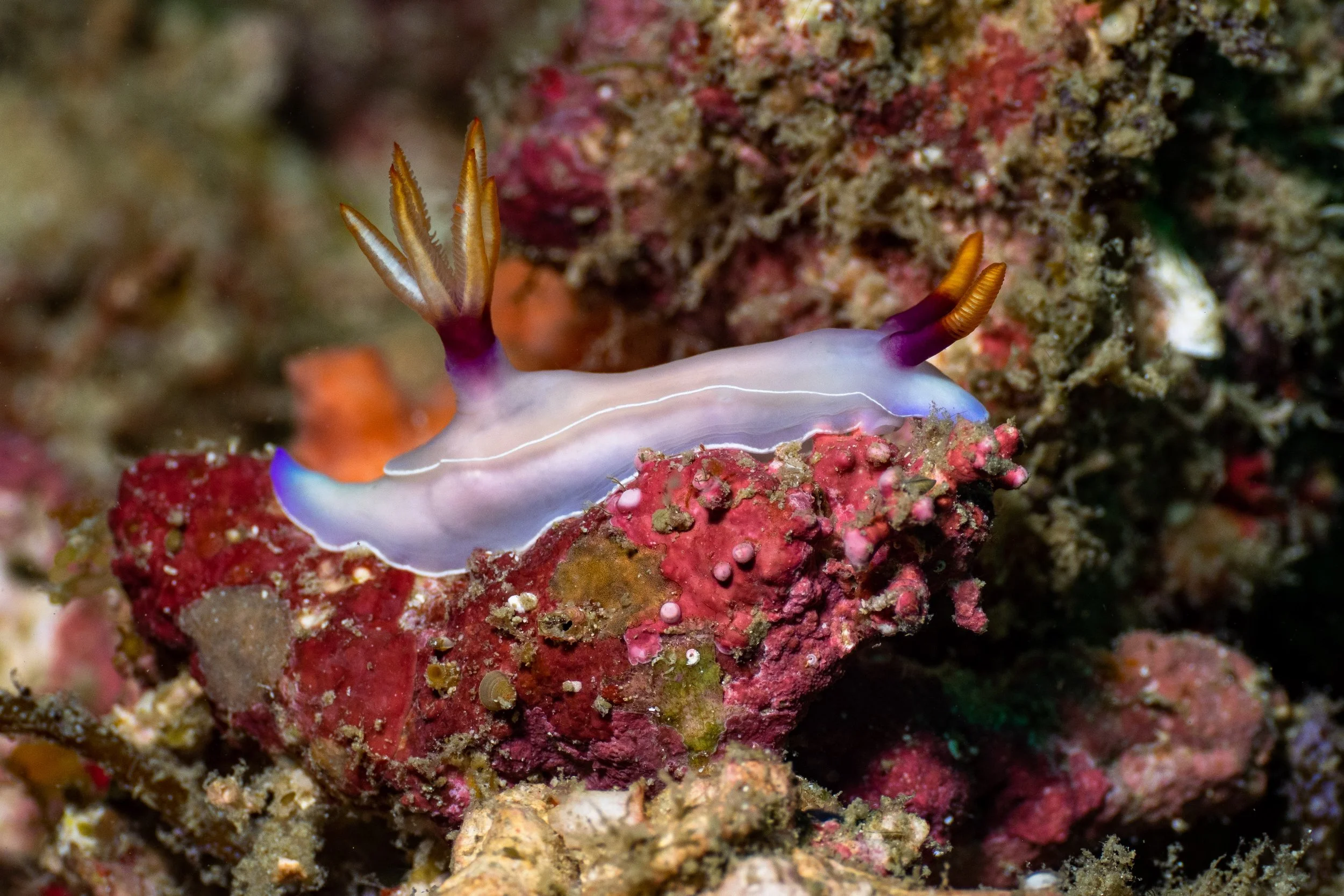 Vietdivers - Sipadan 2-9-2023 Garden Eel-3.jpg