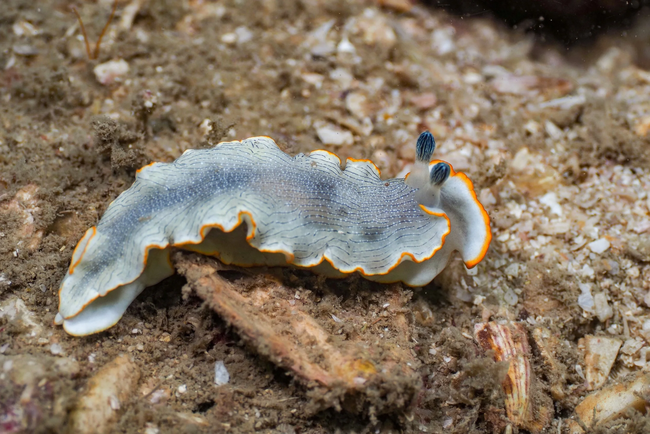 A nudibranch sea slug with a white, wavy, frilled body with orange and blue markings, crawling on the sandy ocean floor.