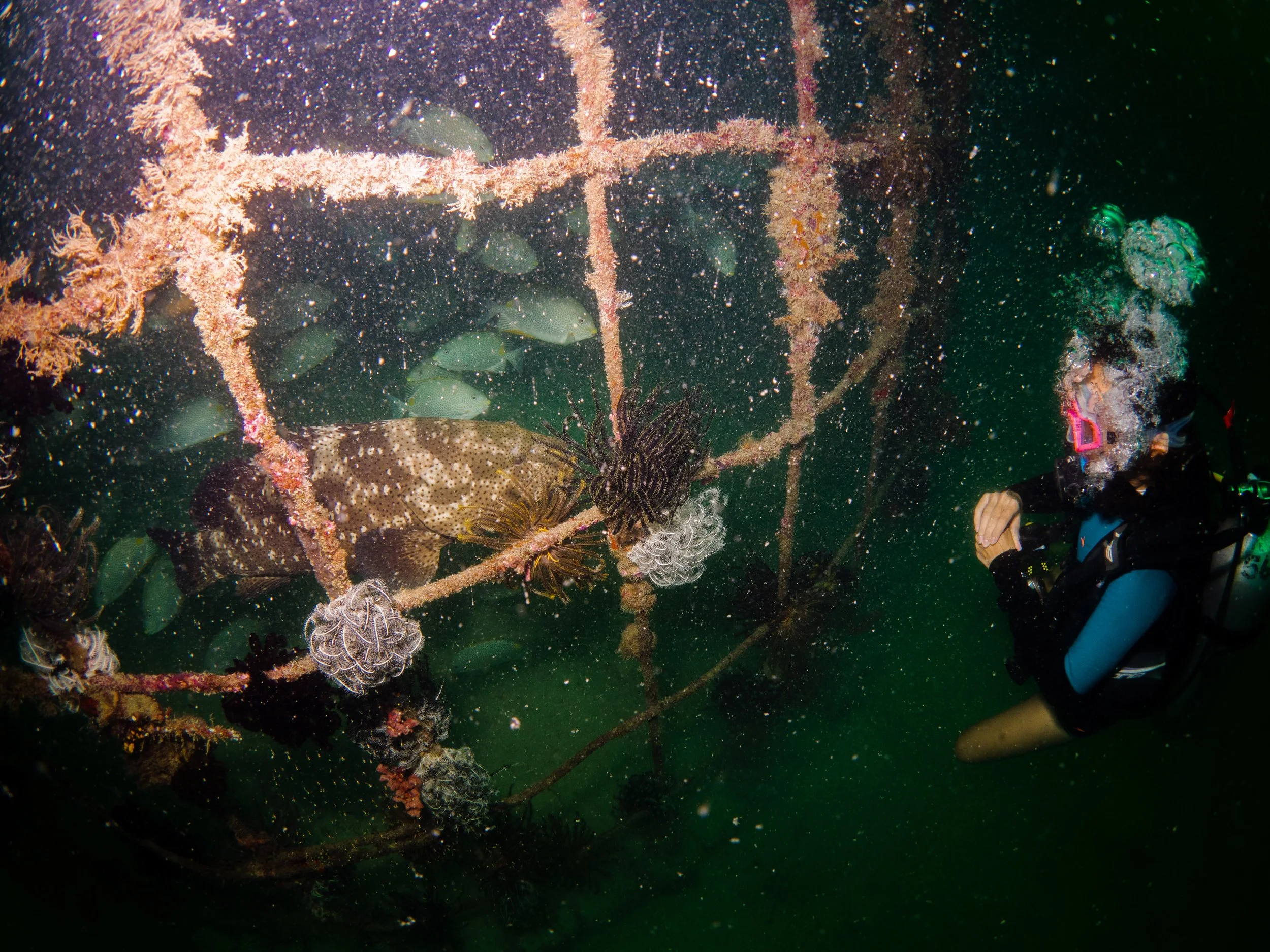 Vietdivers - Sipadan 1-9-2023-44.jpg