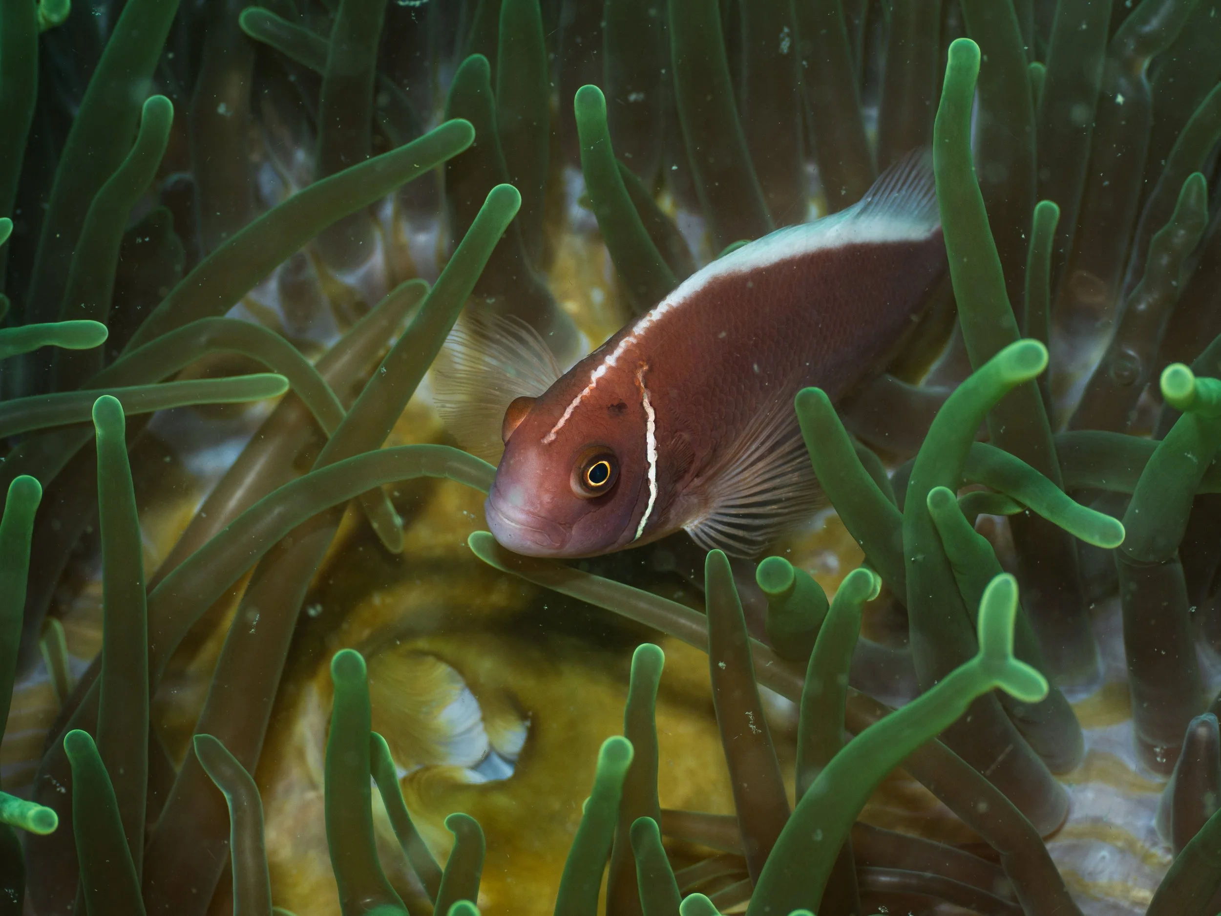 A fish swimming amidst green sea anemone tentacles underwater.