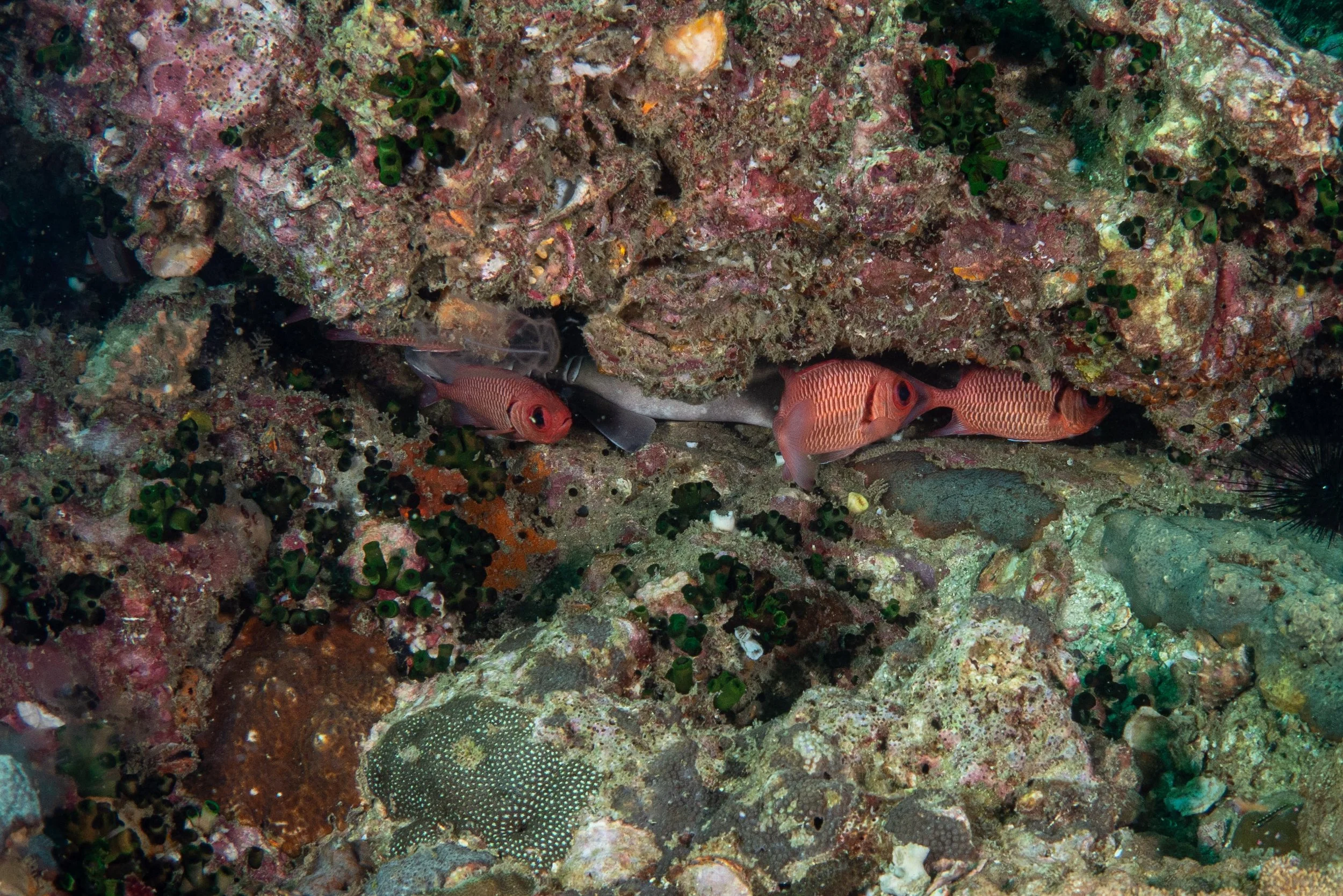 Viet Divers - Phuket trip 12-3-24-42.jpg