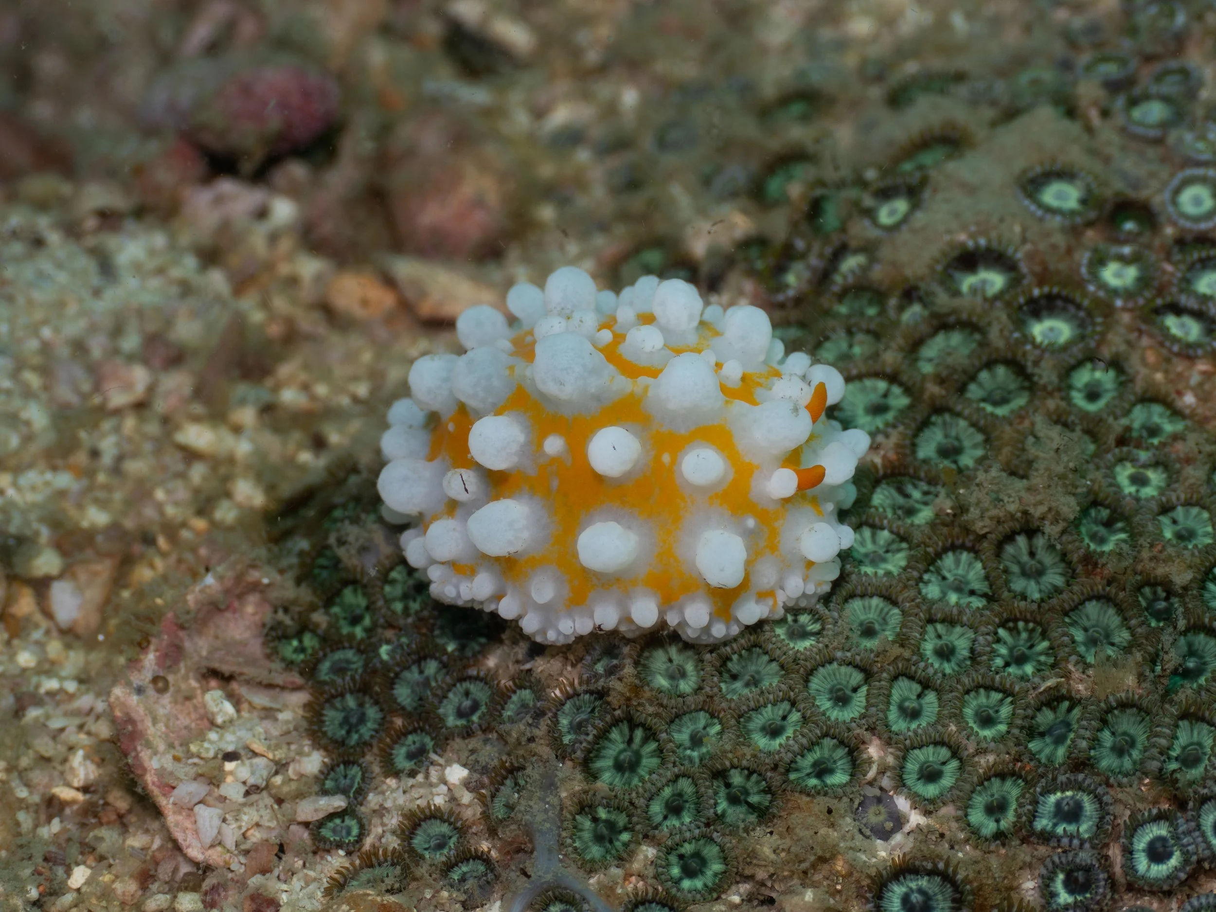 A small nudibranch sea slug with a white body and orange spots, covered with white tubercles, on a coral reef surface.