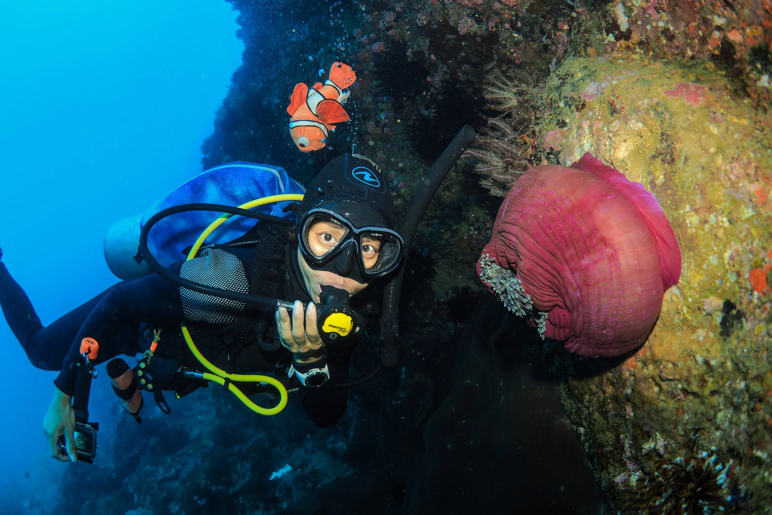A scuba diver underwater near a coral reef, holding a decompression device, with a clownfish swimming nearby and a large pink sea anemone on the reef.