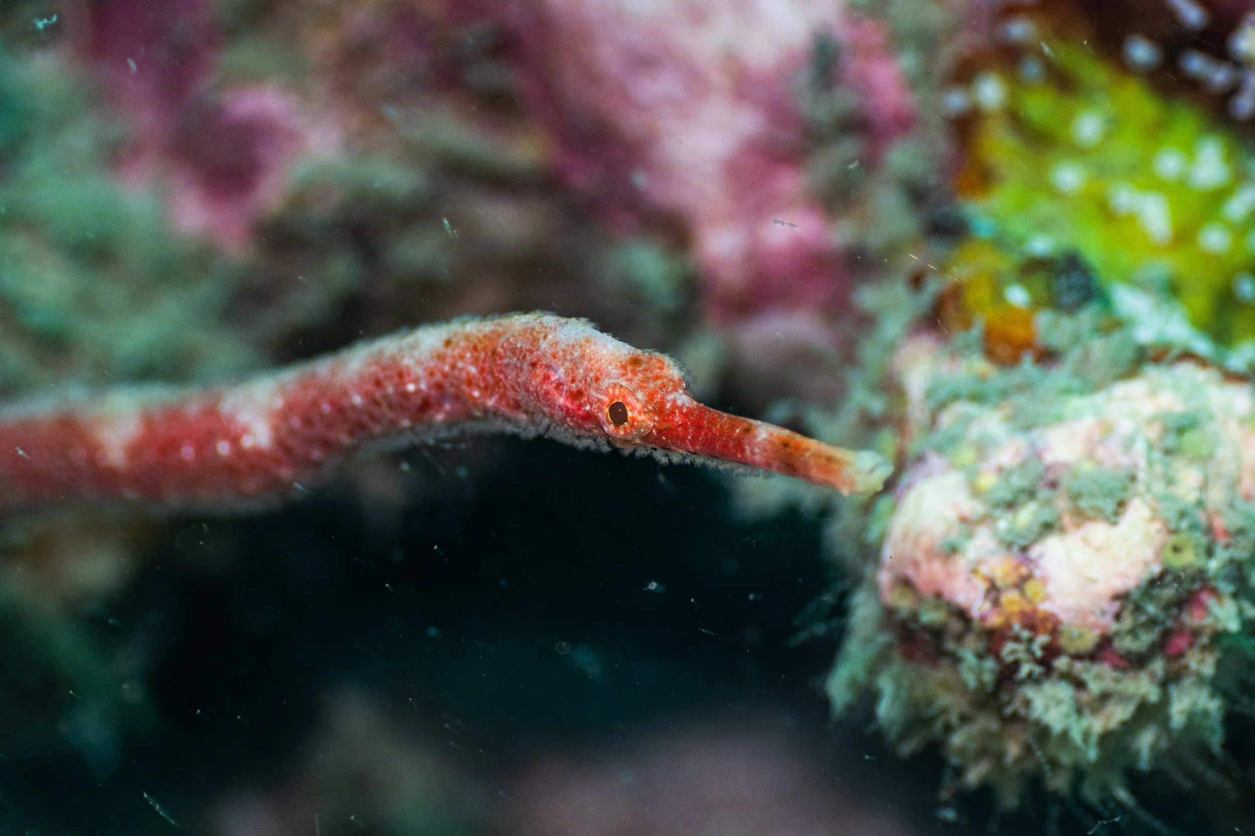 A red pipefish with a long, narrow body and small head, blending with the colorful coral reef environment.