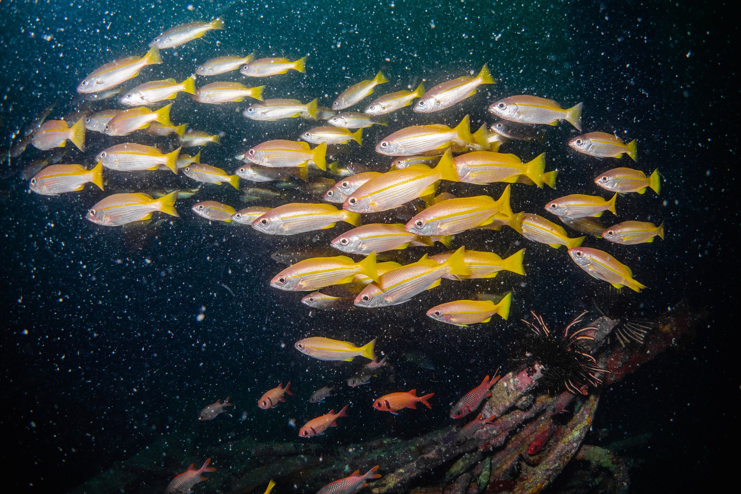 Vietdivers - Sipadan 1-9-2023-102.jpg