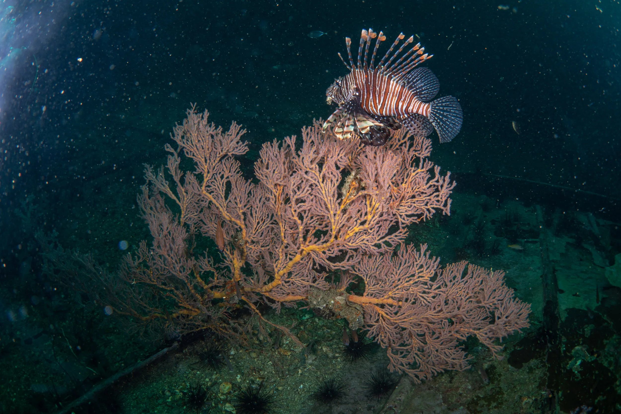 Viet Divers - Phuket trip 12-3-24-25.jpg