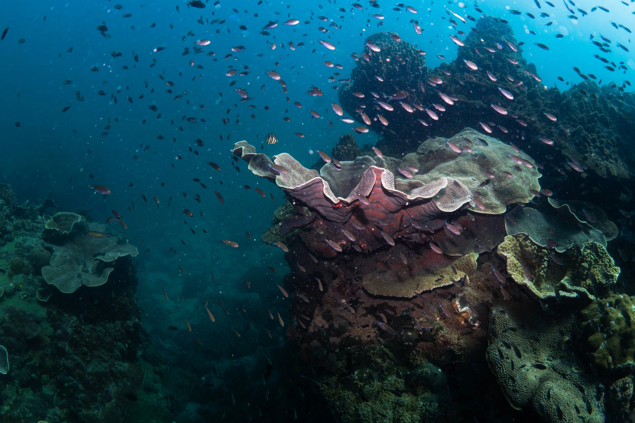 Underwater scene with coral reef and various fish swimming around.