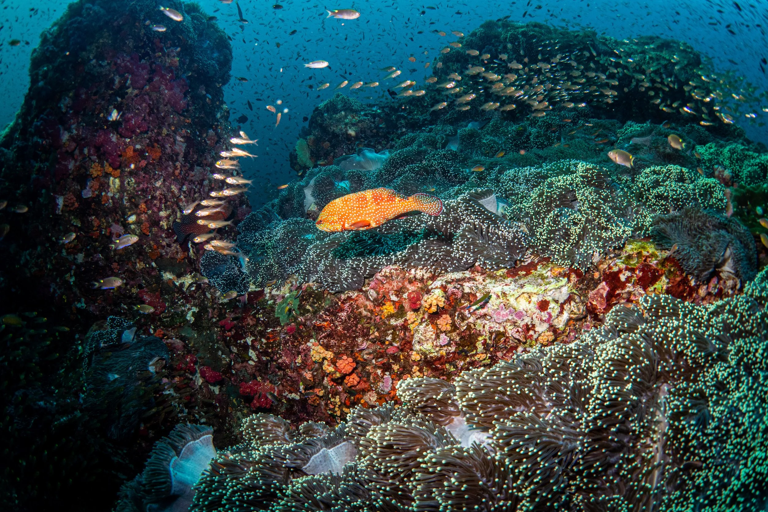 Underwater scene featuring a coral reef with various colorful corals and many small fish swimming around.