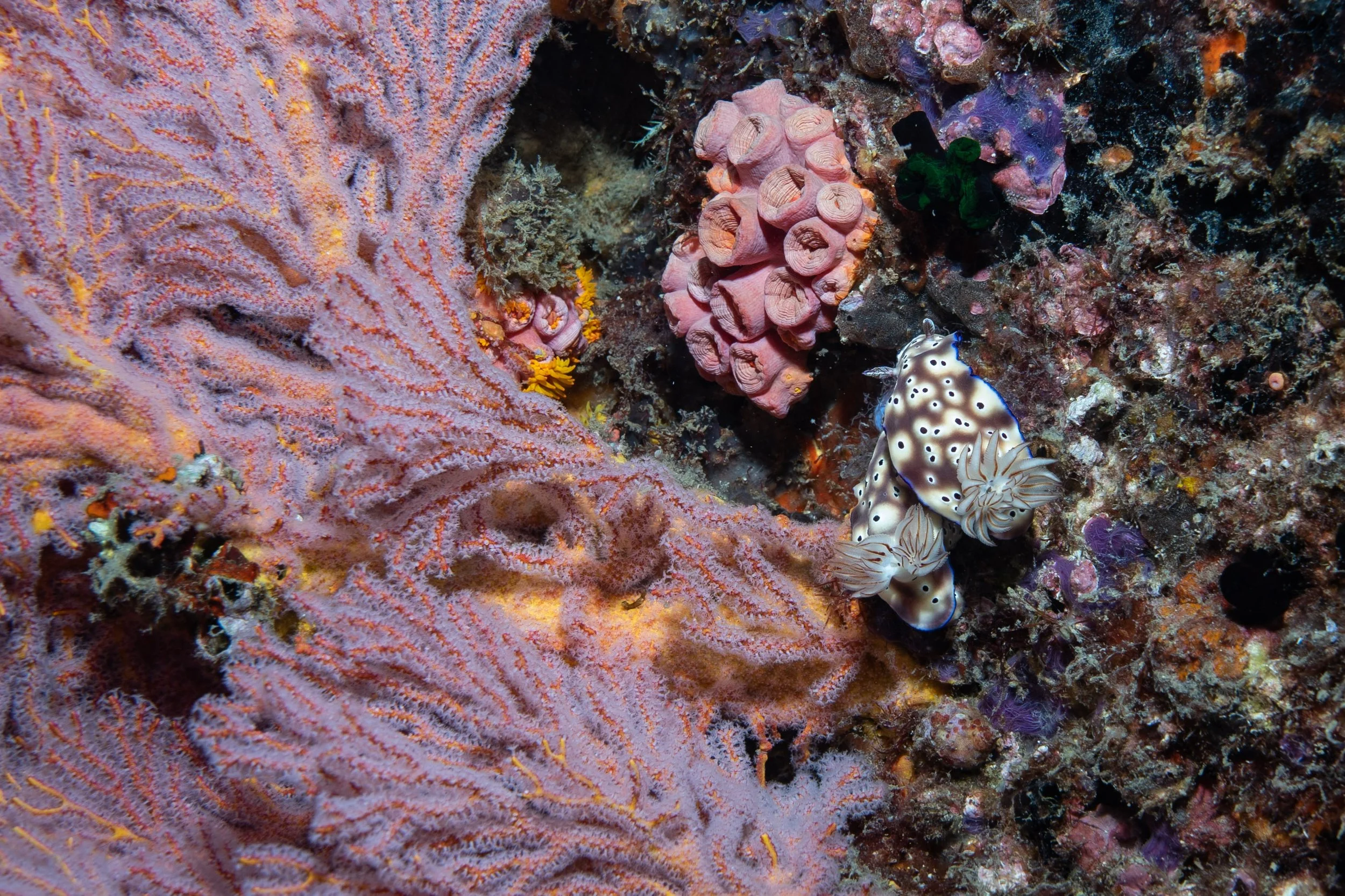 Underwater scene with pink coral, yellow coral, and a nudibranch with black spots and blue edges on a rocky reef.
