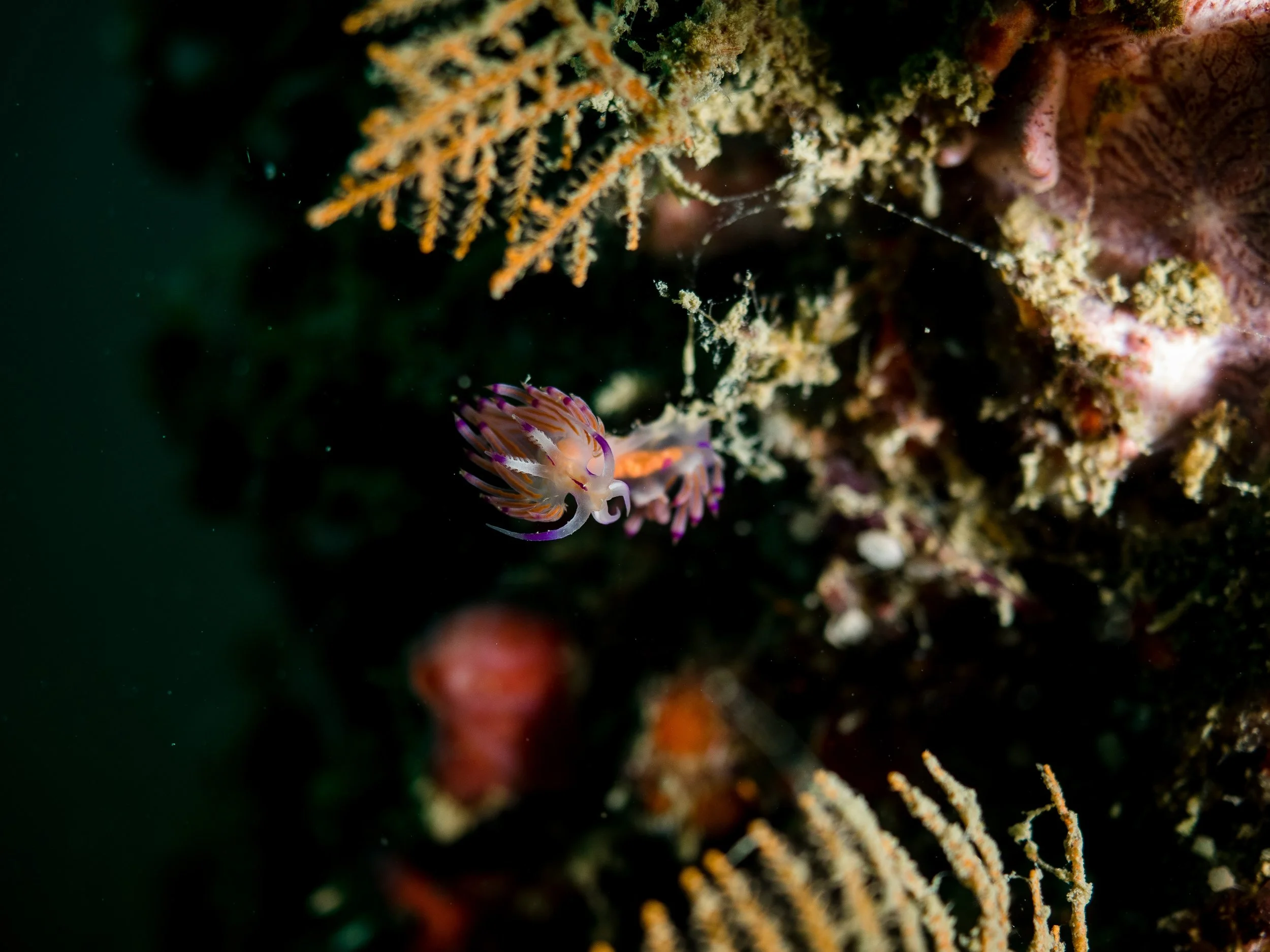 Vietdivers - Brunei 7-2022-16.jpg