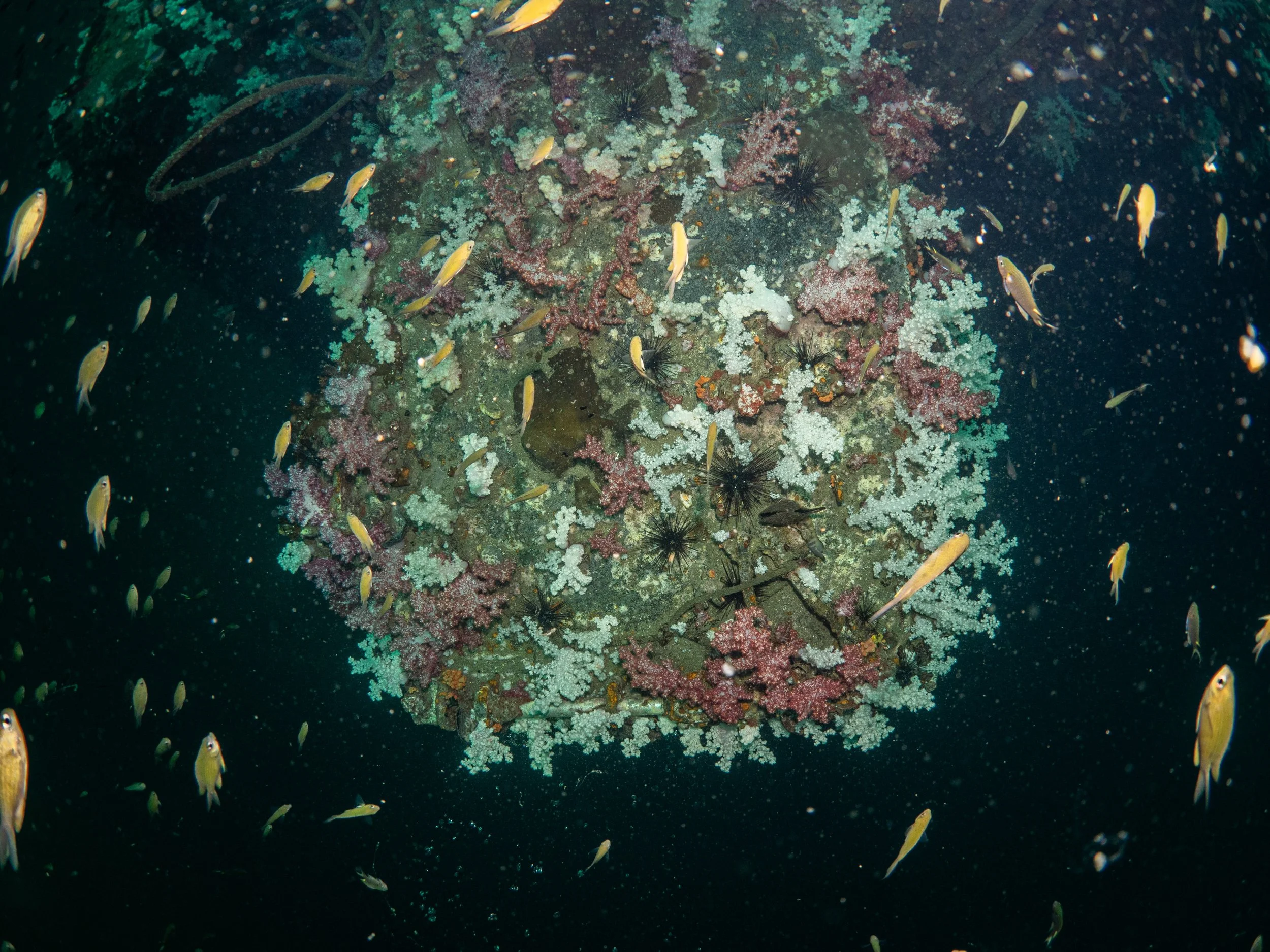 Phuket - Fundive Tuesday 14-2-2023-23.jpg