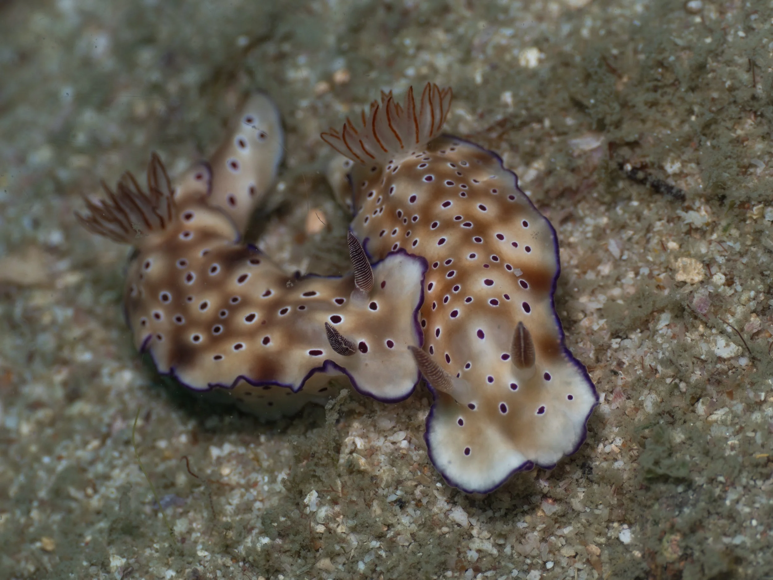Two nudibranch sea slugs on sandy ocean floor with beige and brown markings, purple edges, and small tentacle-like structures.
