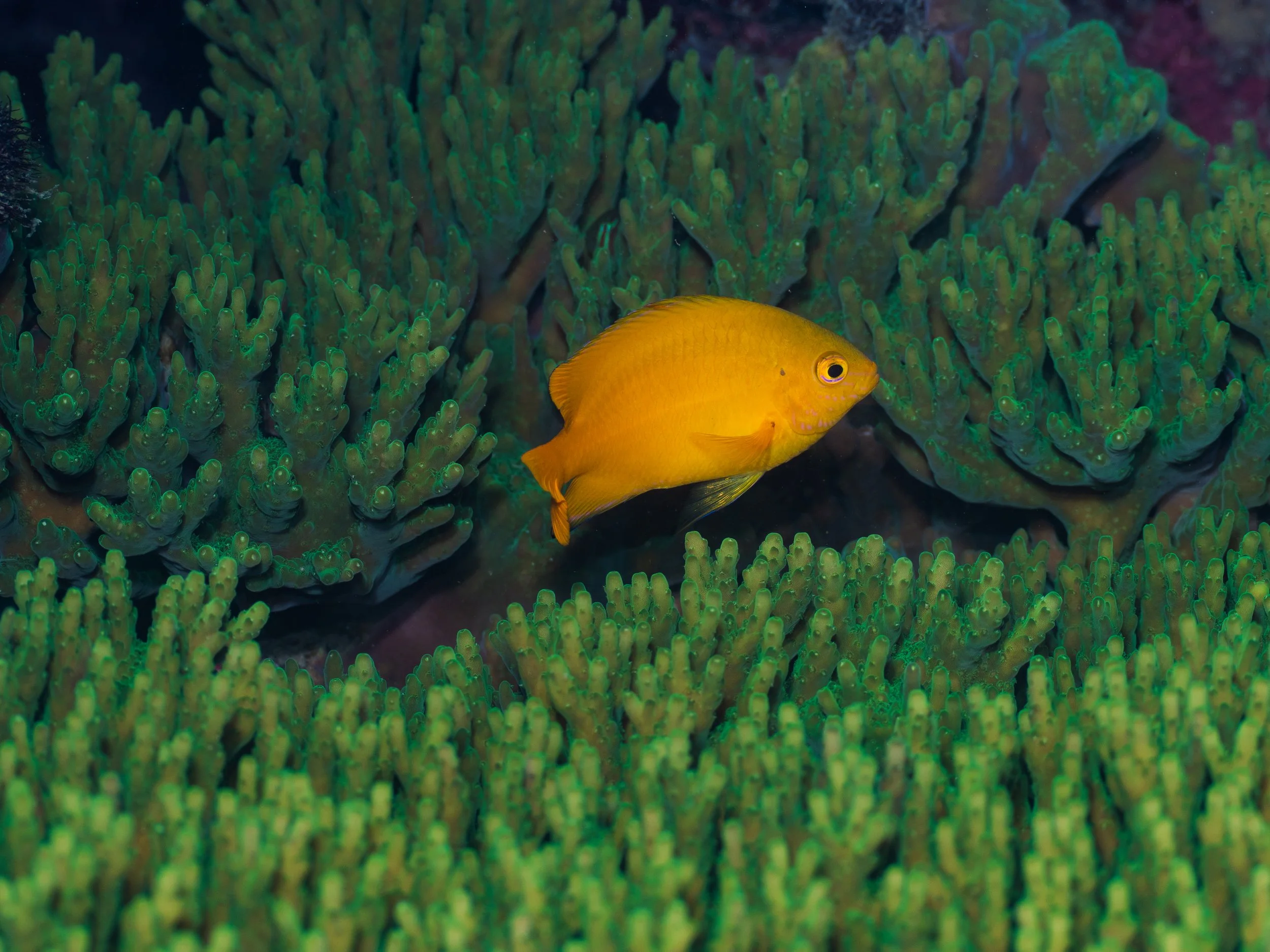 A yellow fish swimming among green coral in an underwater scene.