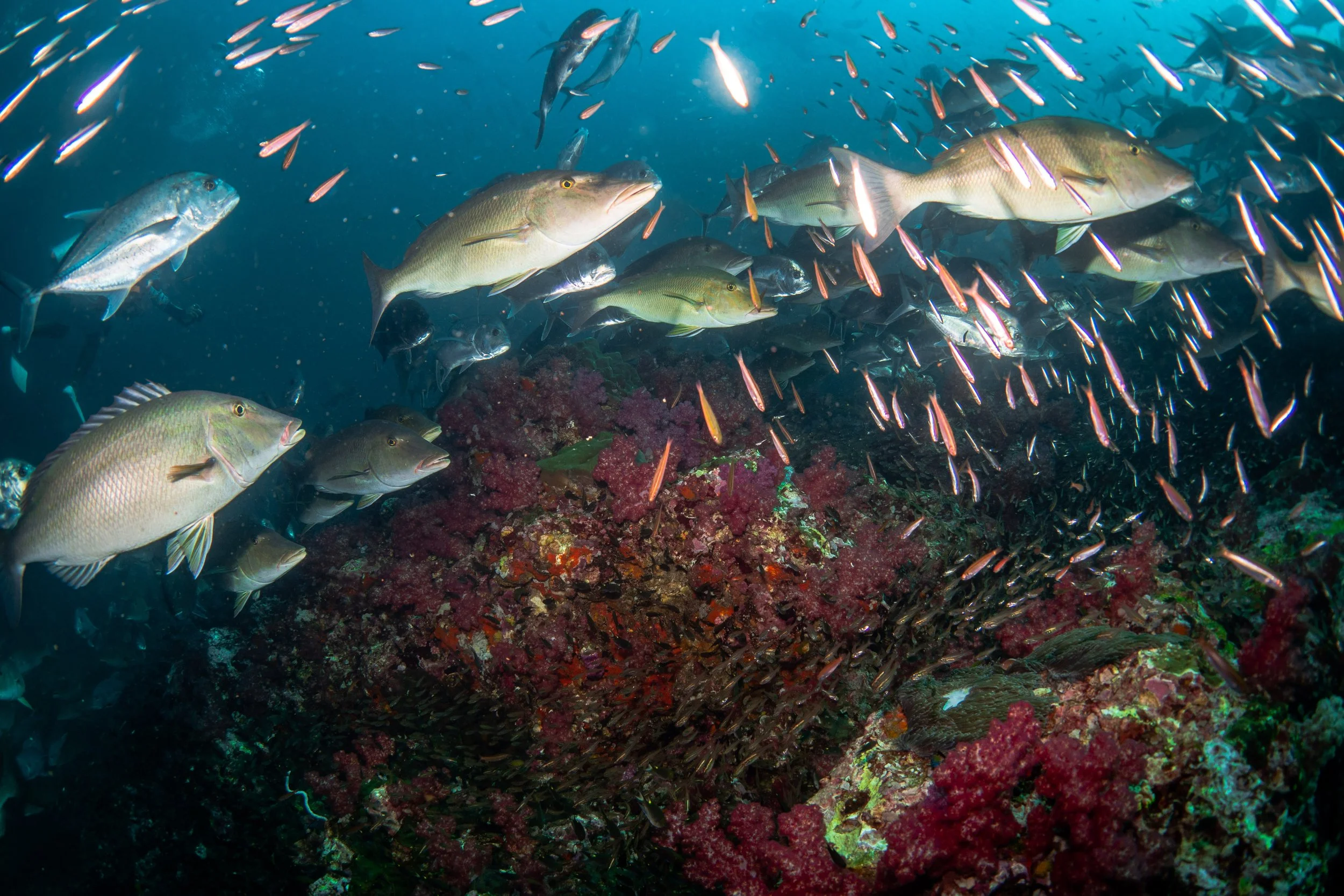 Underwater scene with a school of fish swimming over colorful coral reef and rocks.