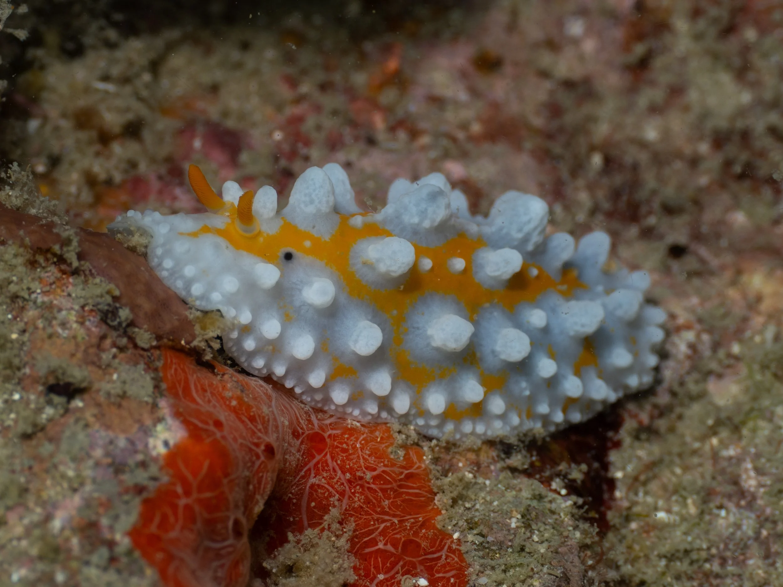 A nudibranch, a type of sea slug, with a white body and orange markings, covered in white tubercles, on the ocean floor near some red and orange coral.