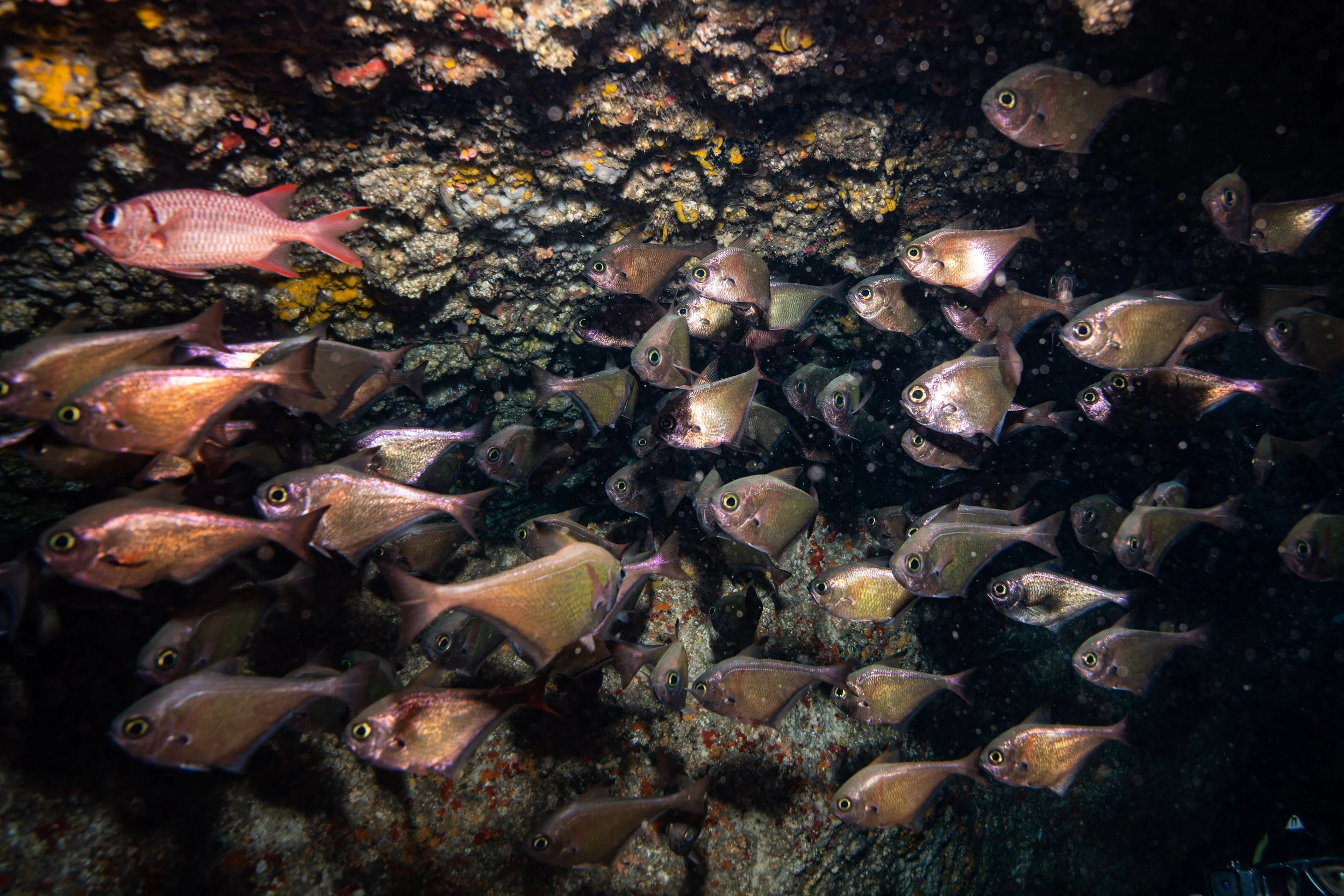 School of small fish swimming near a rocky underwater surface.