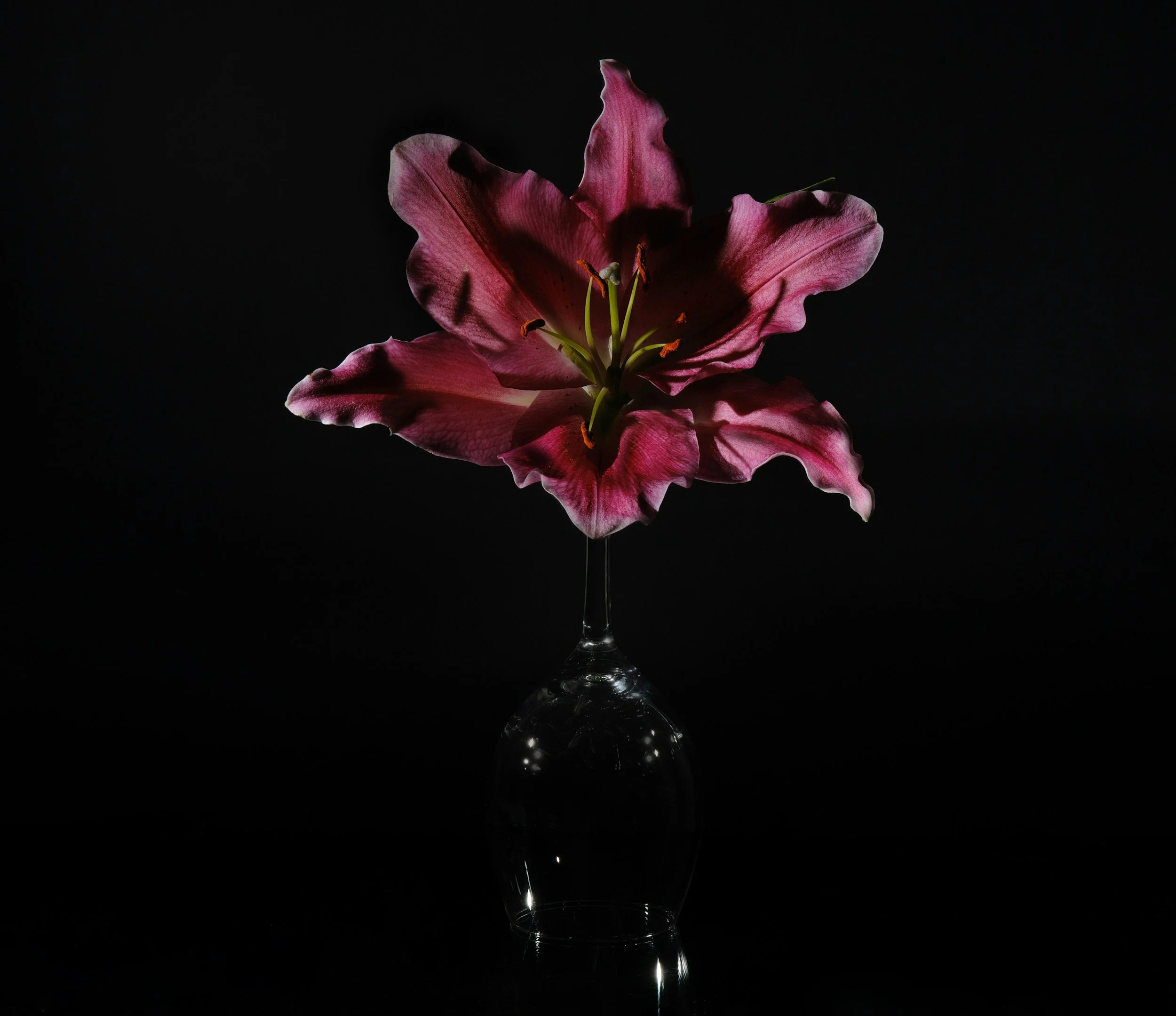 A pink lily flower in a clear glass vase against a black background.