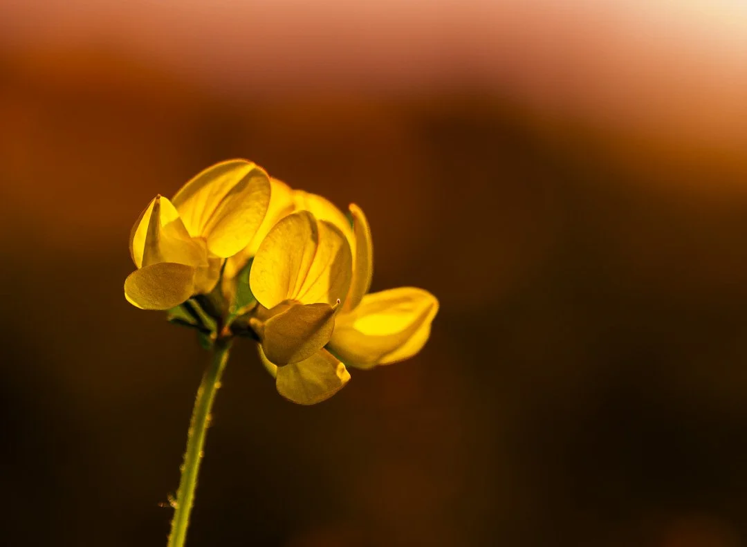 Embrace the Delicate Aura