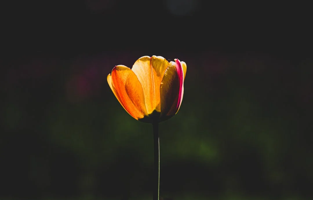 Single orange and pink tulip flower against a dark background.