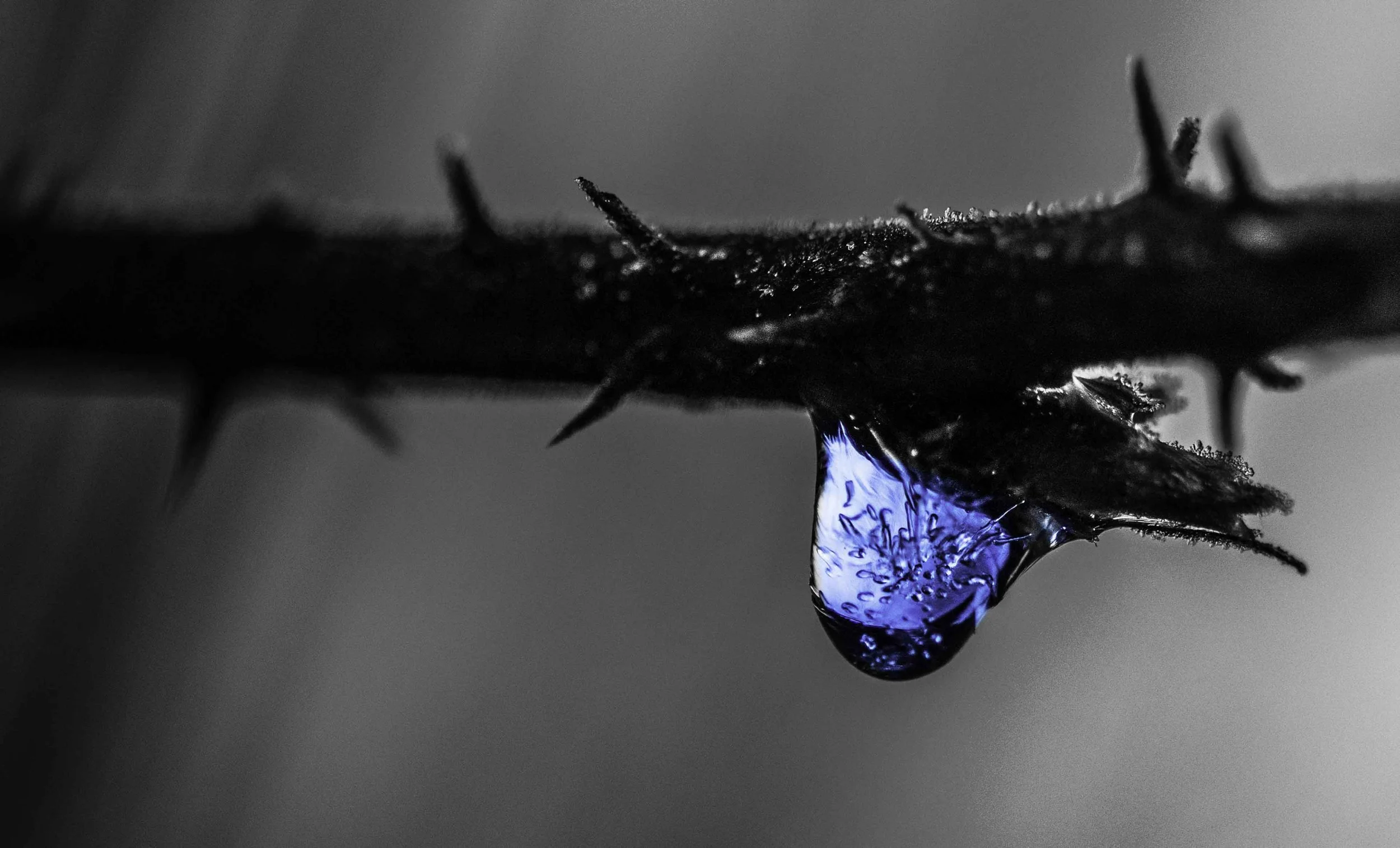 A Frozen Raindrop in colour against a wintry monochrome background