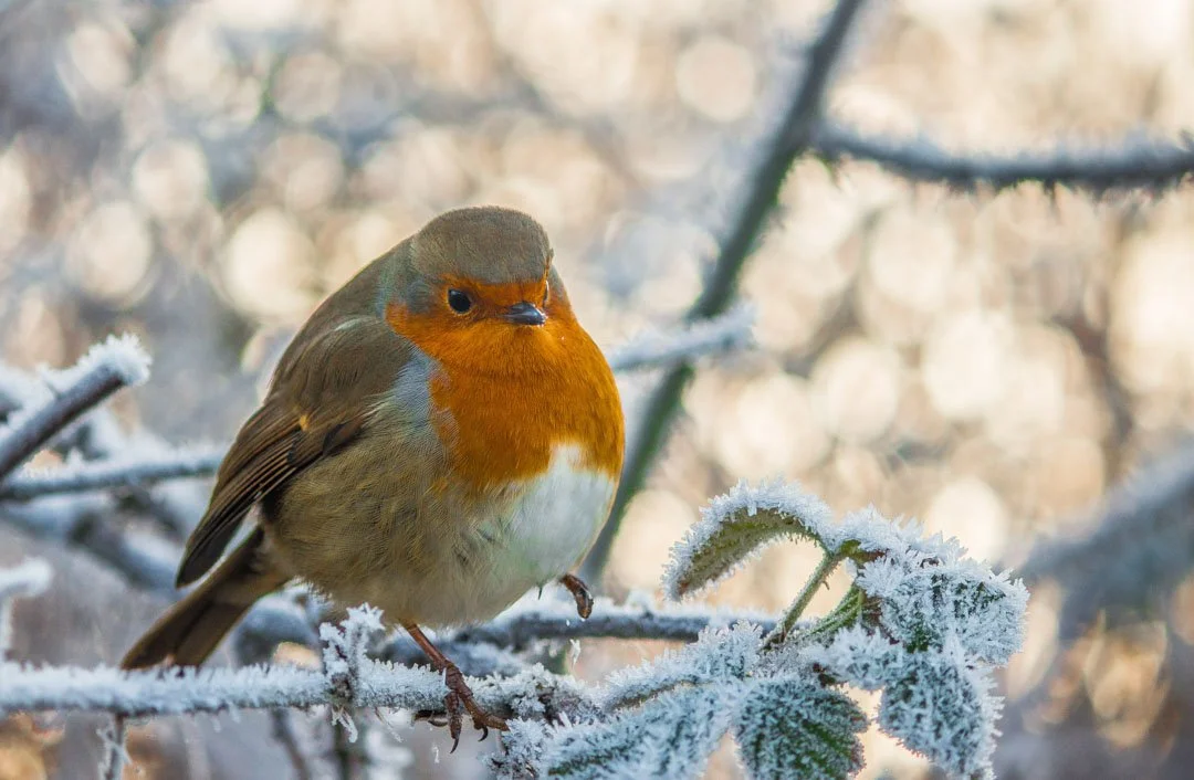 A small robin with an orange breast perched on a frosted branch with snow and leaves, in a winterly setting.